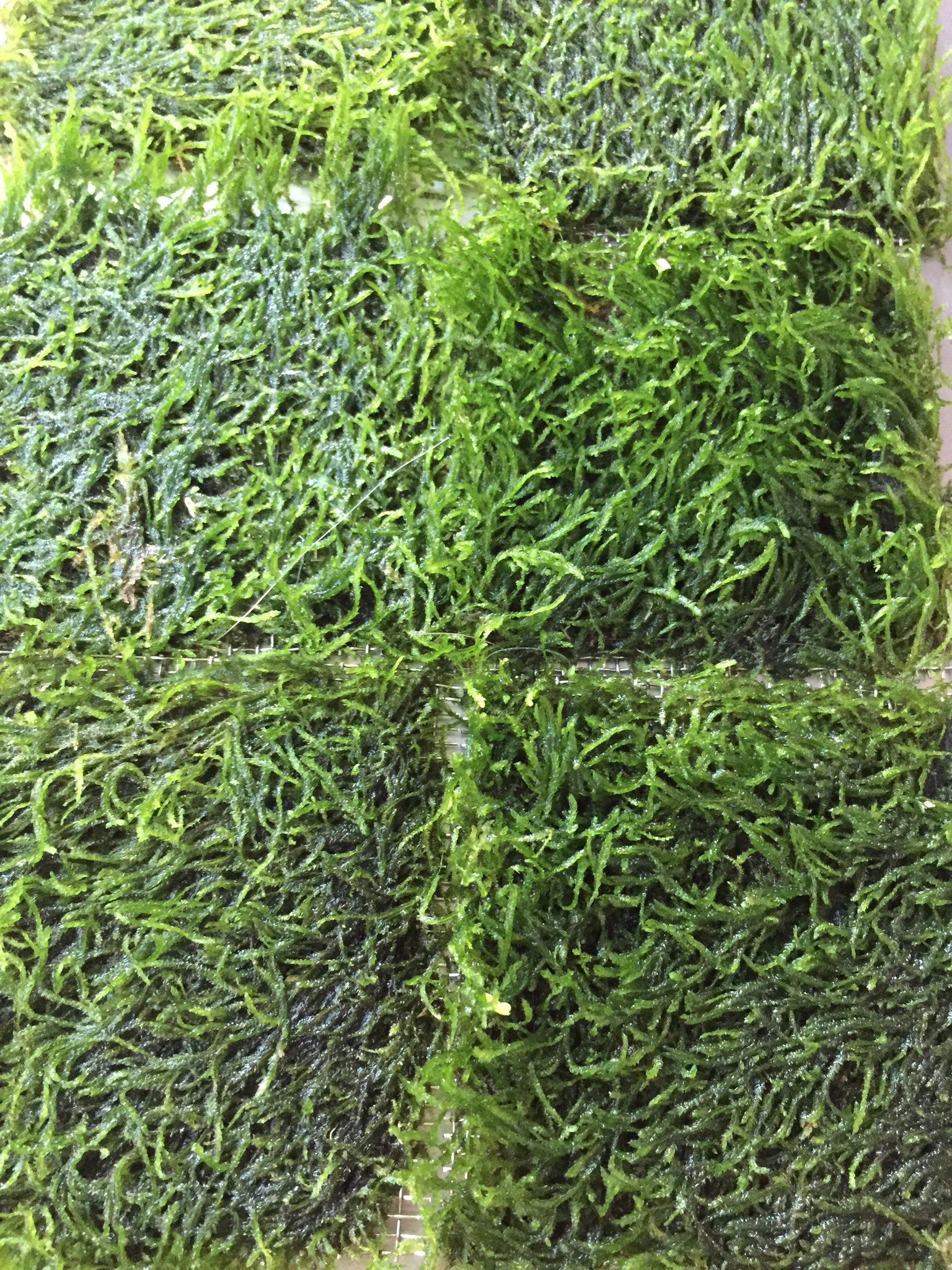 Flame Moss (Tie on Mesh)