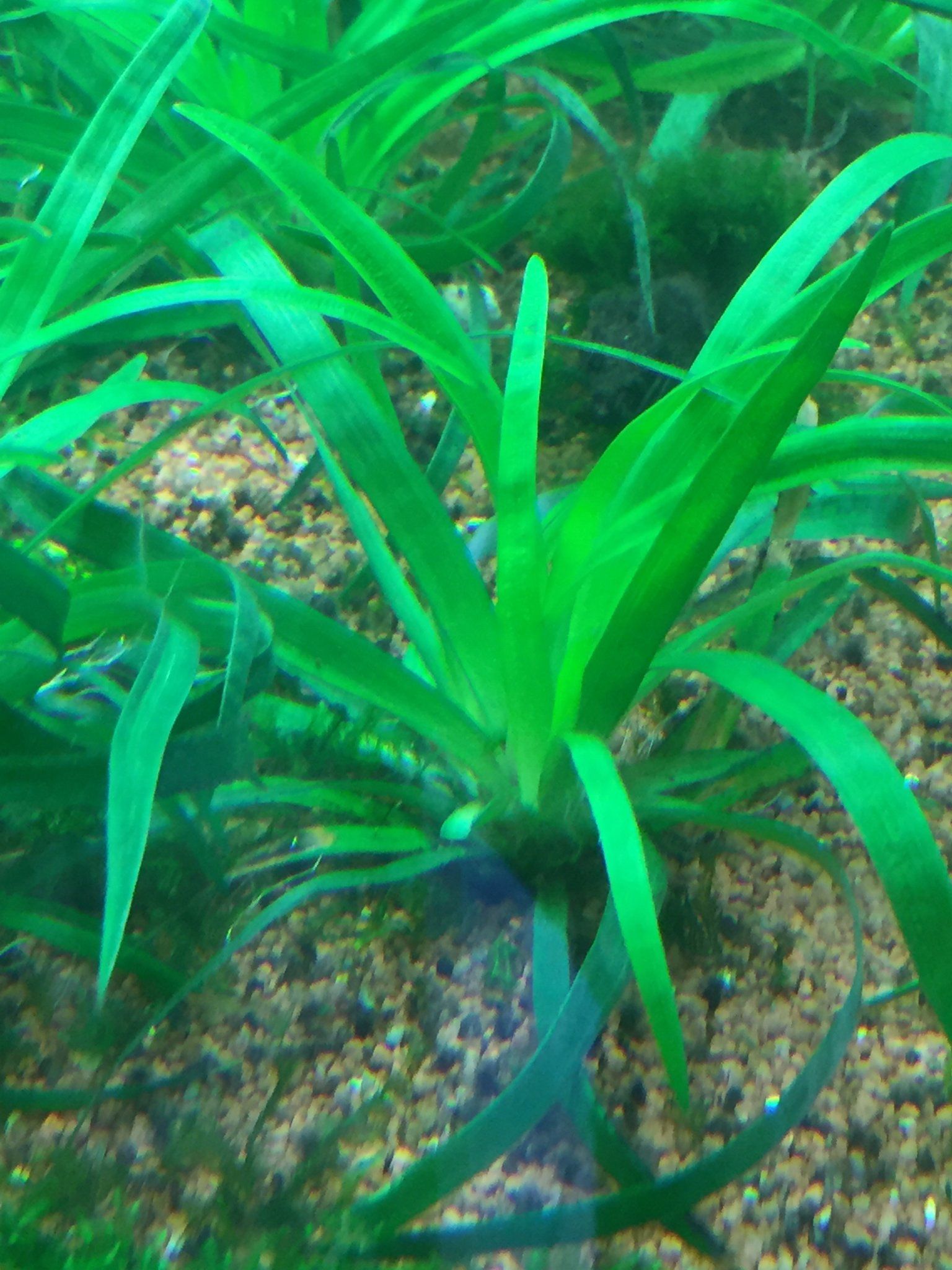 Eriocaulon Sp Vietnam