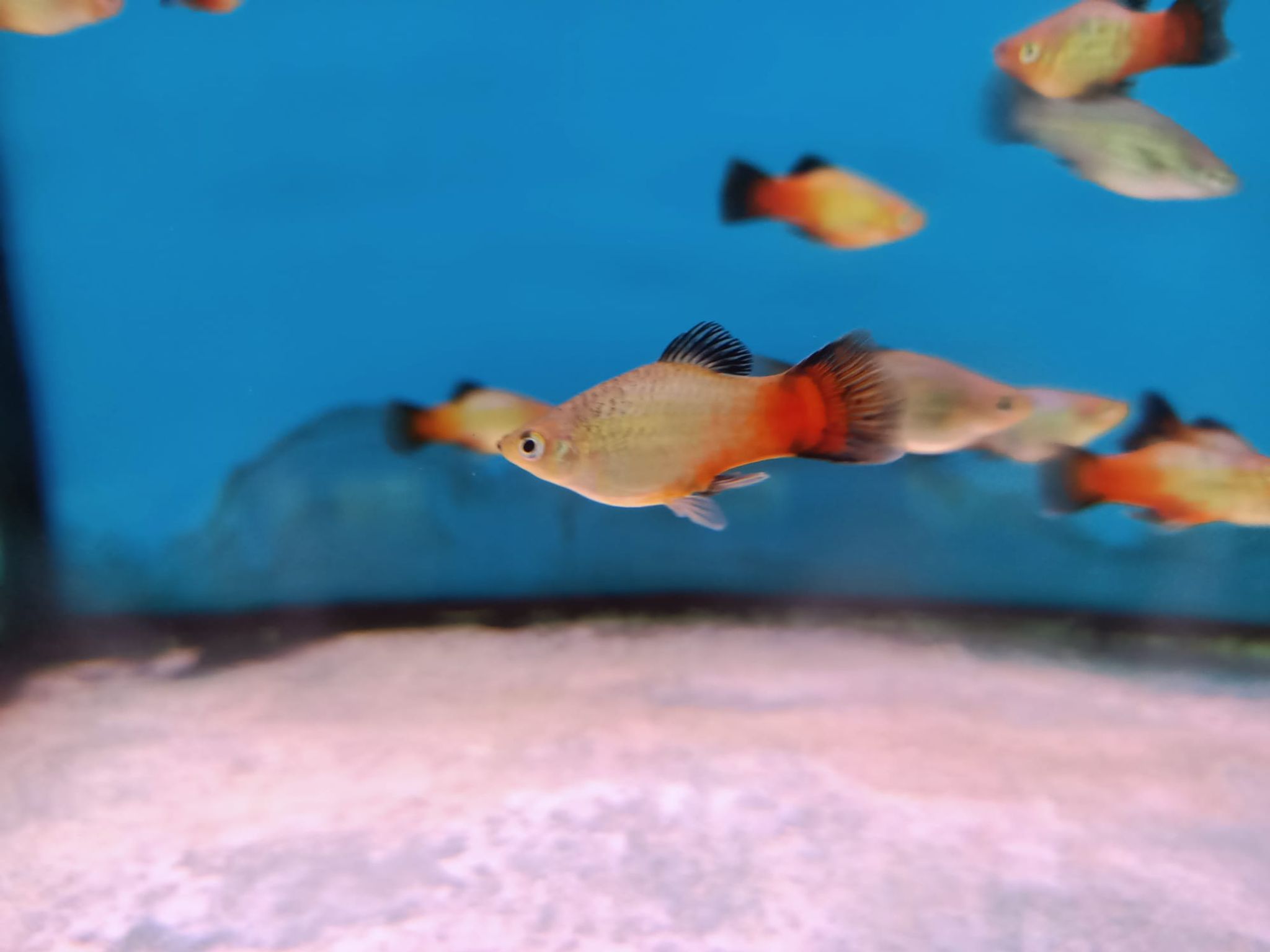 Rainbow Platy ( PP-2162 )