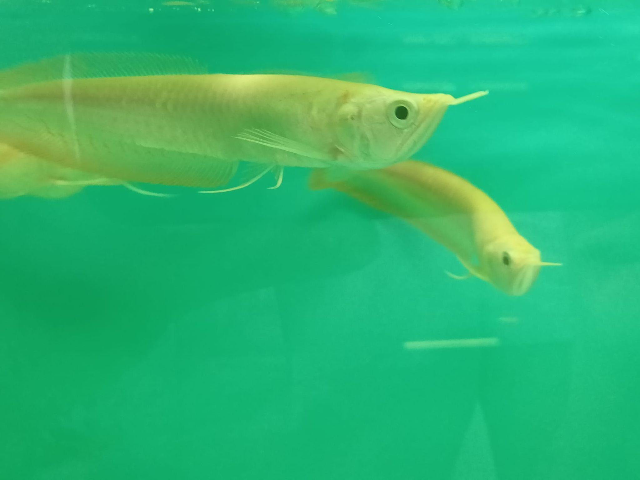 Albino Silver Arowana
