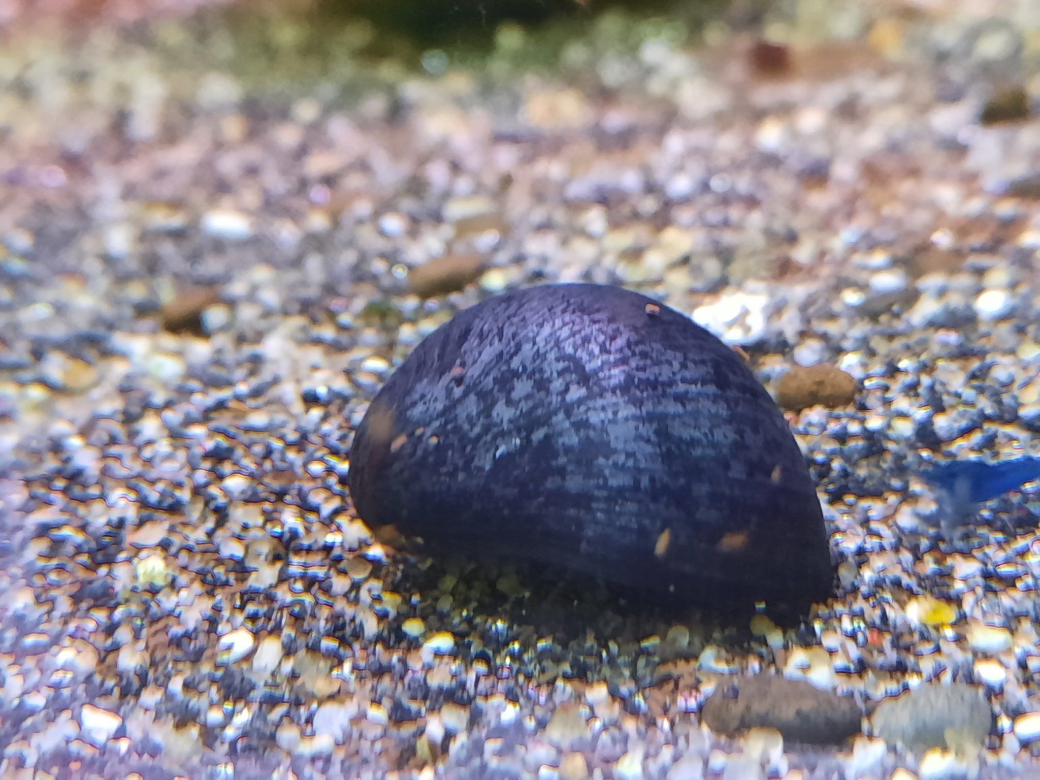 Purple helmet snail
