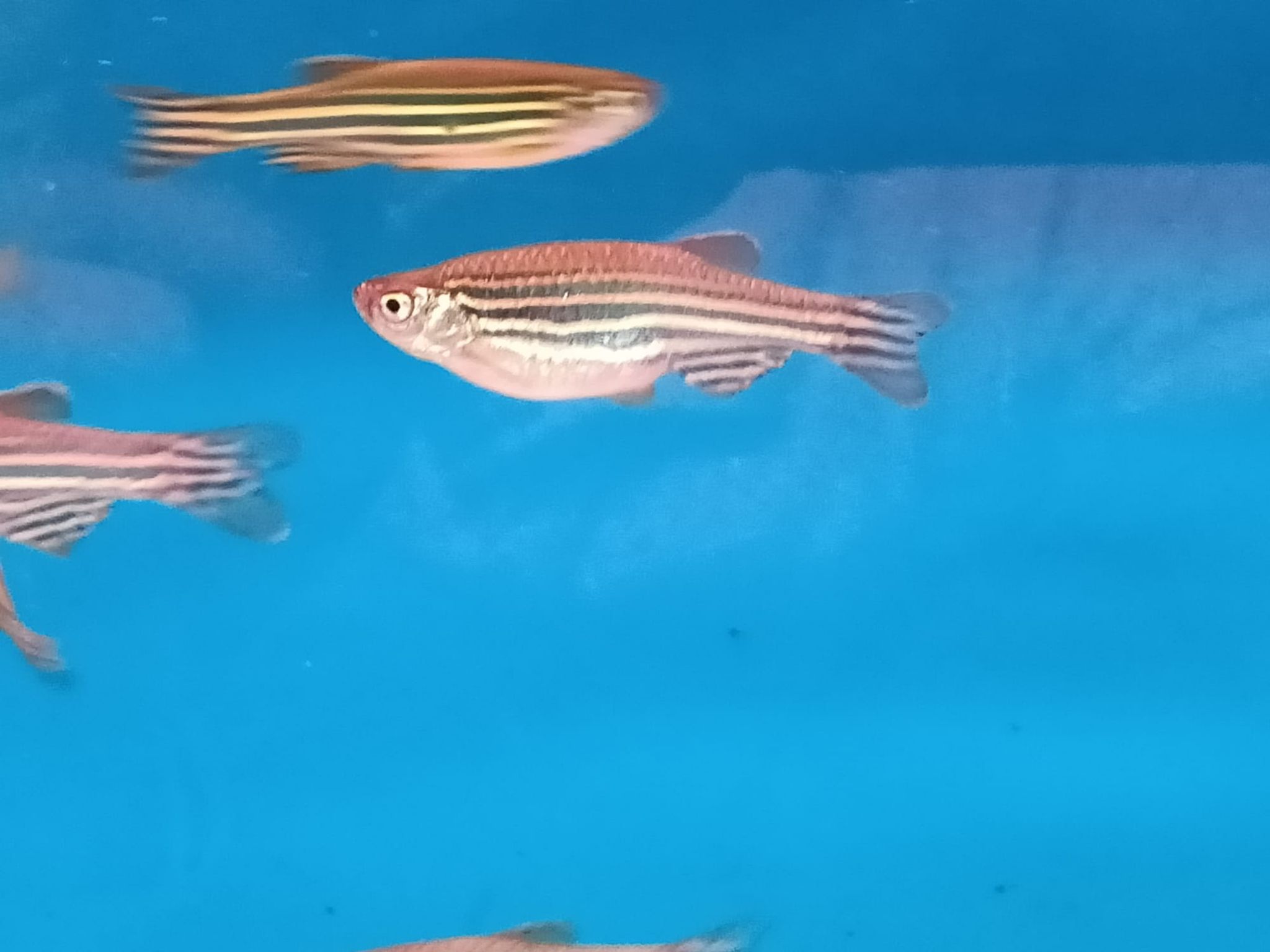 Zebra Diano ( DA-0029 )