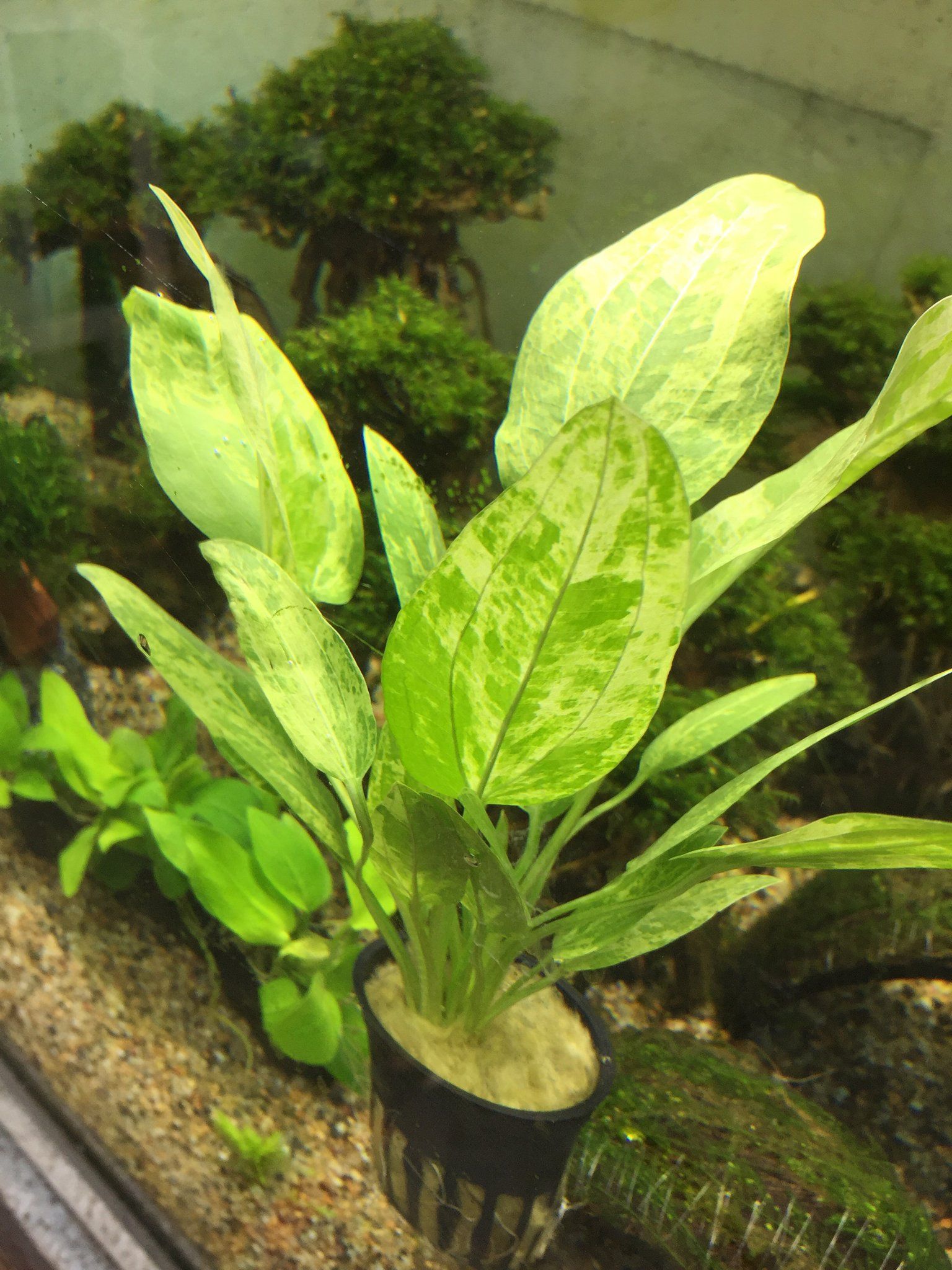 Echinodorus Marble Queen
