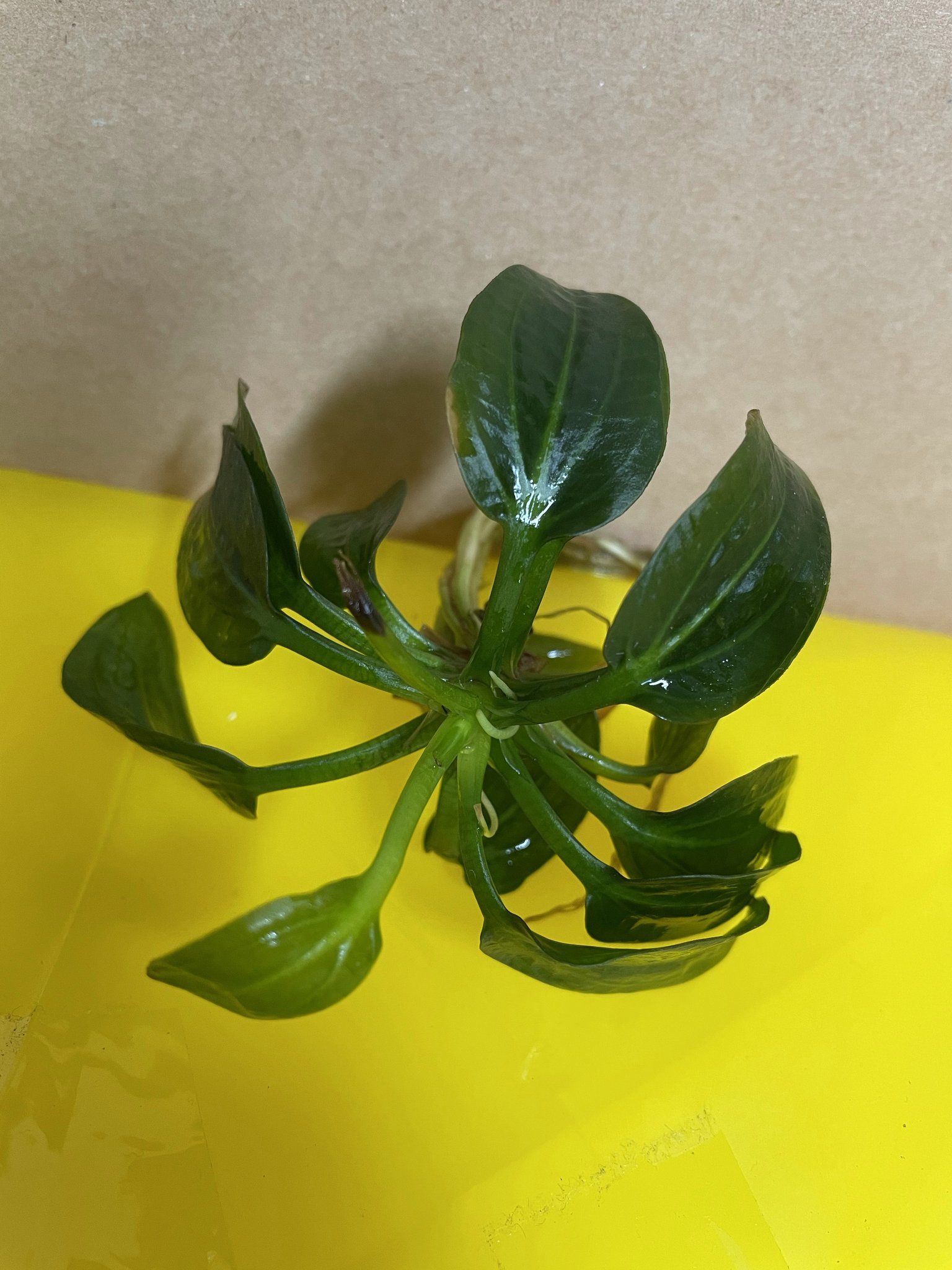 Echinodorus Iguazu