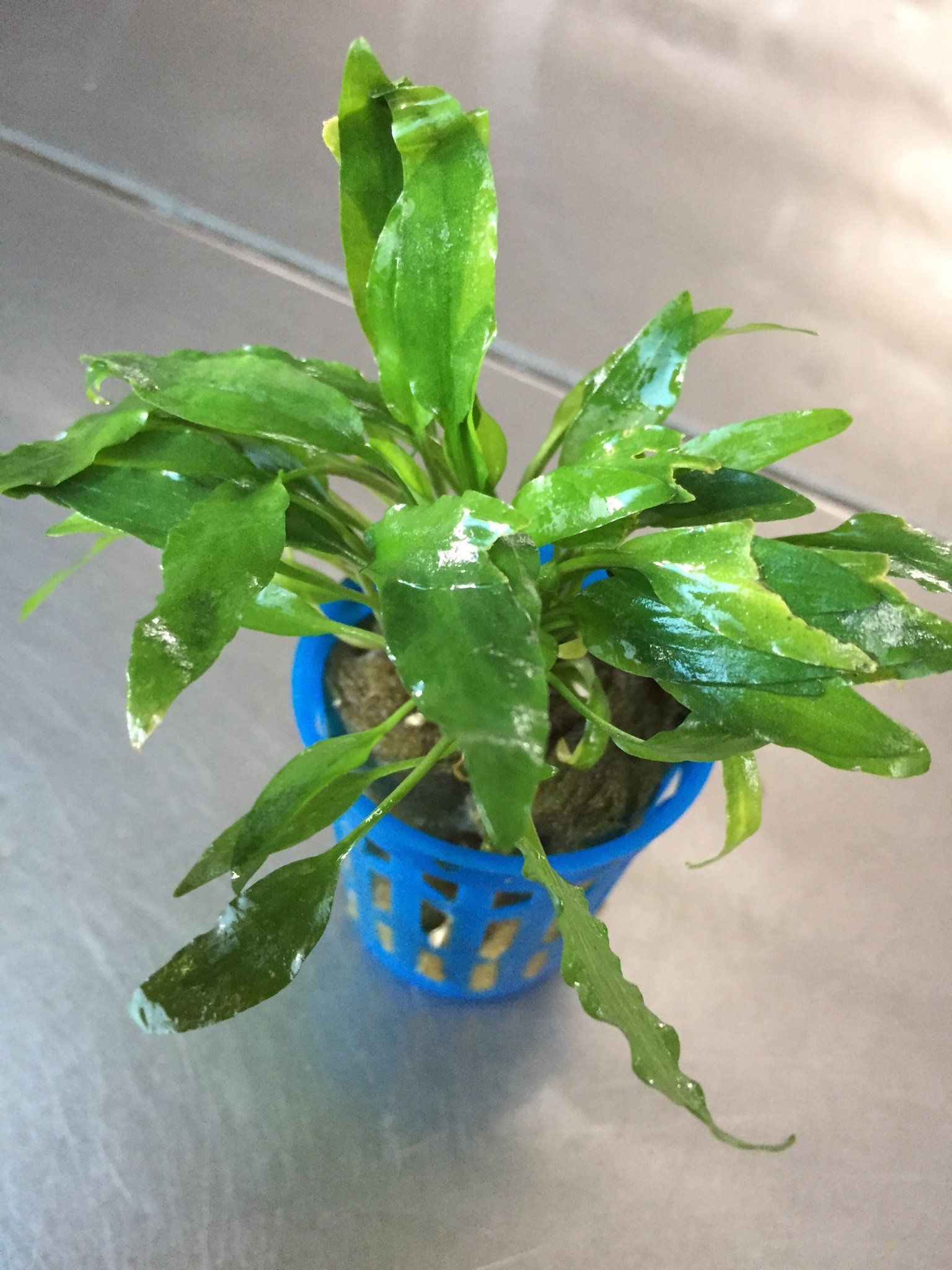 Cryptocoryne Usteriana Green