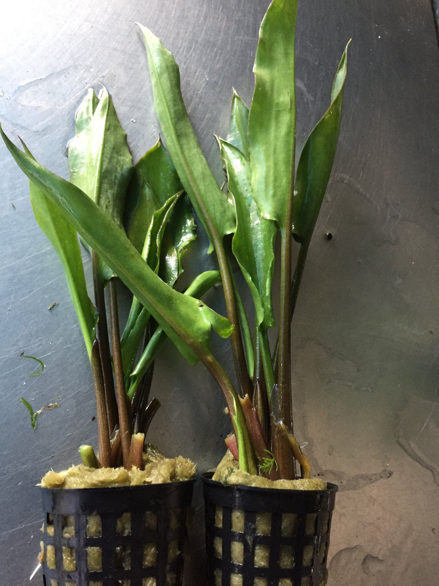 Cryptocoryne ciliata
