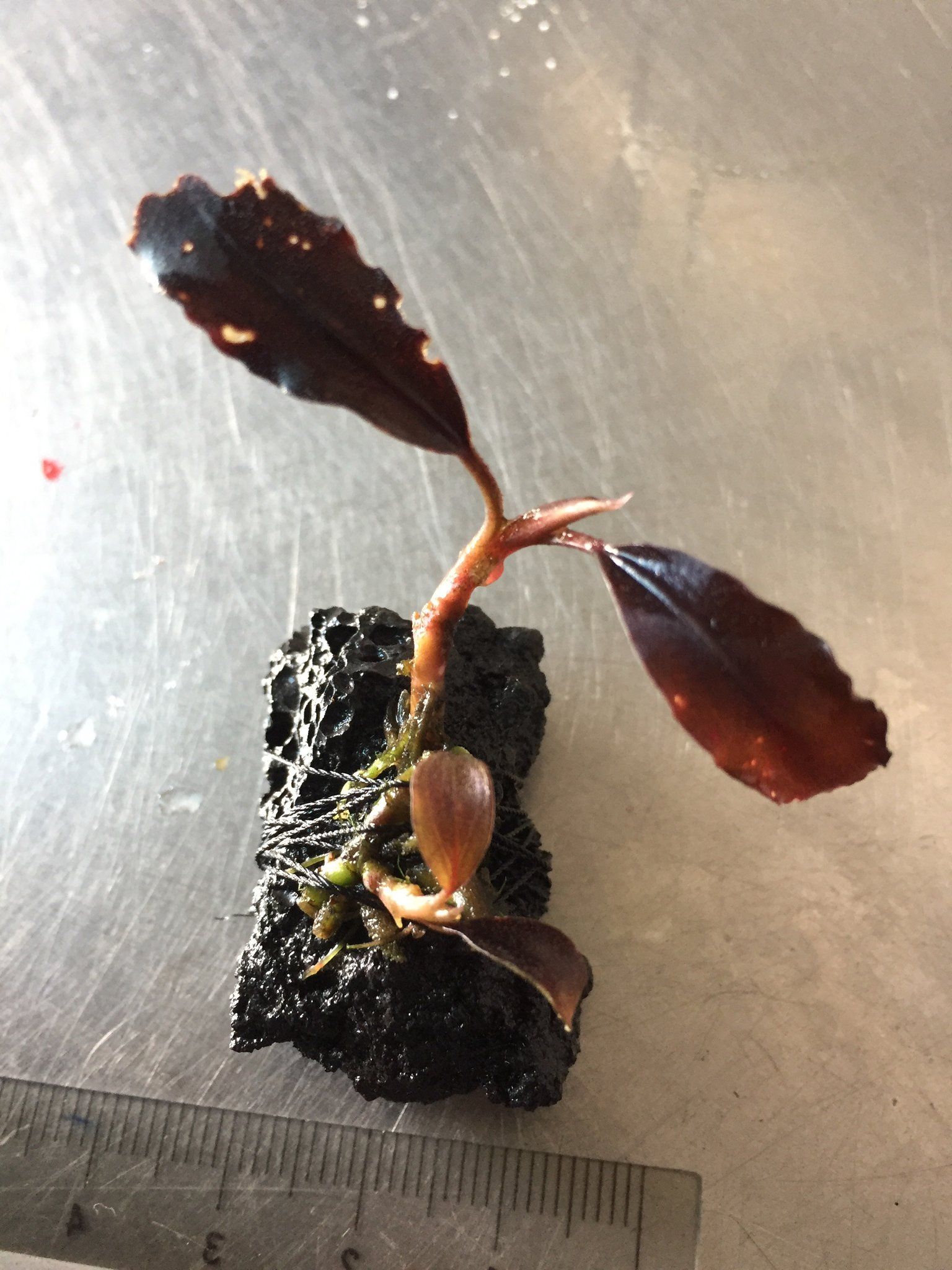 Brownie Ghost 2011
