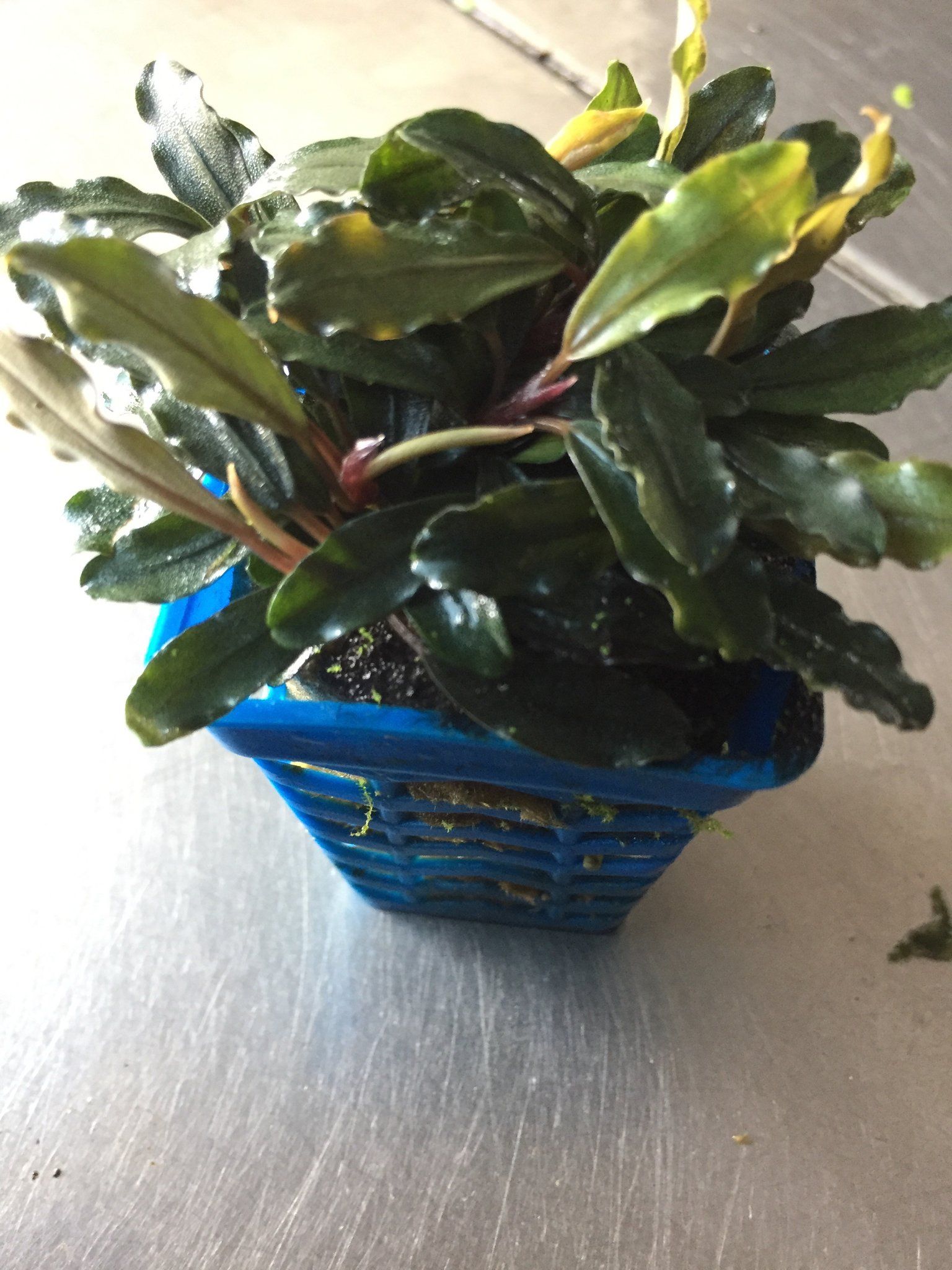Bucephalandra (Brownie Ghost)