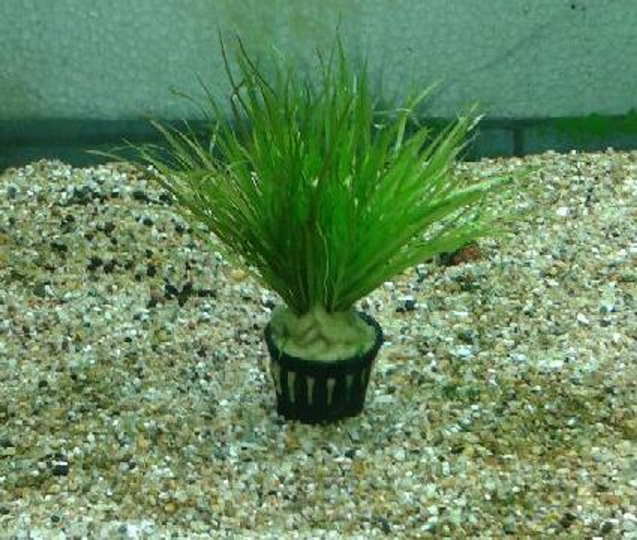 Blyxa Japonica