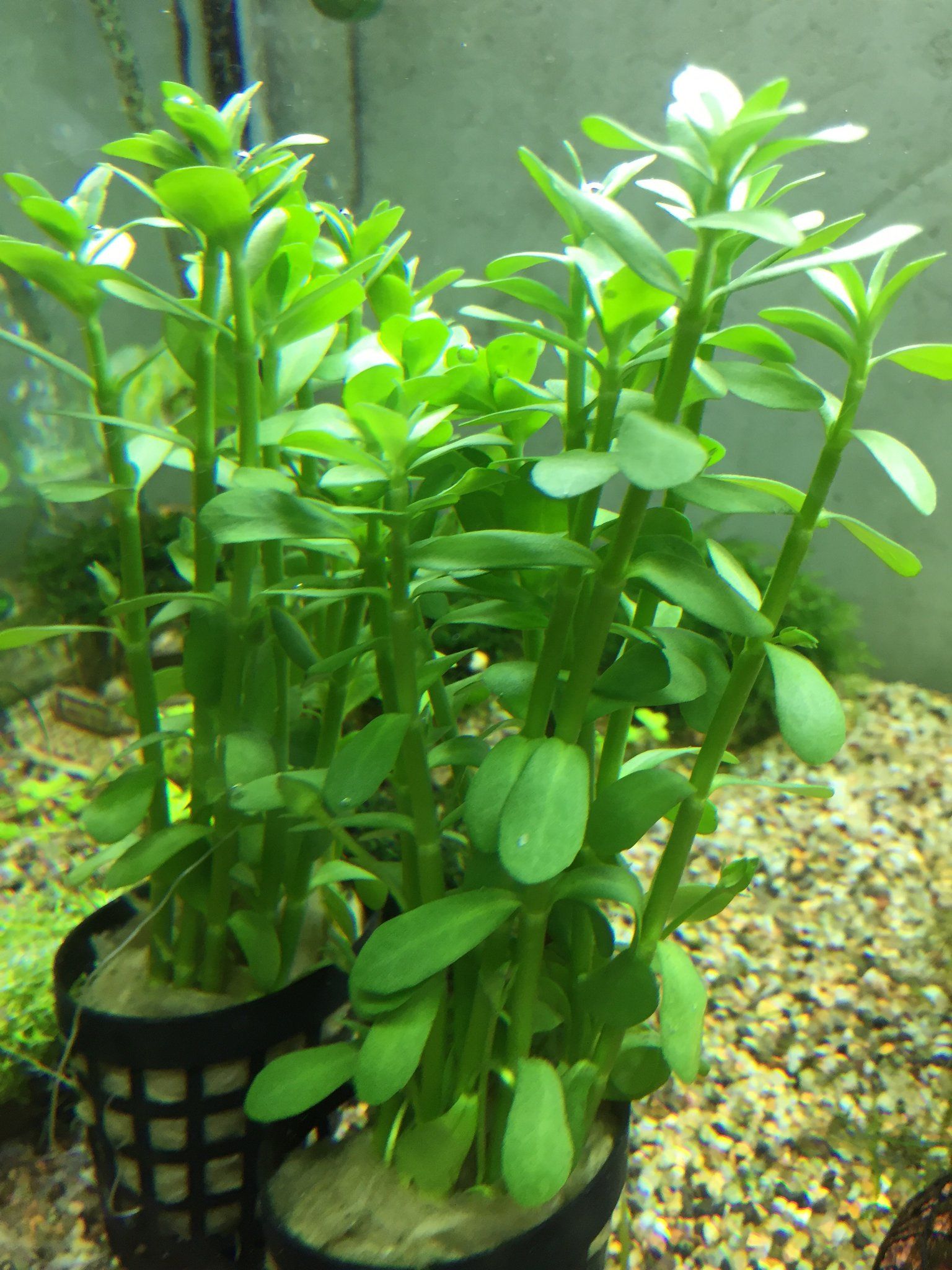 Bacopa Monnieri