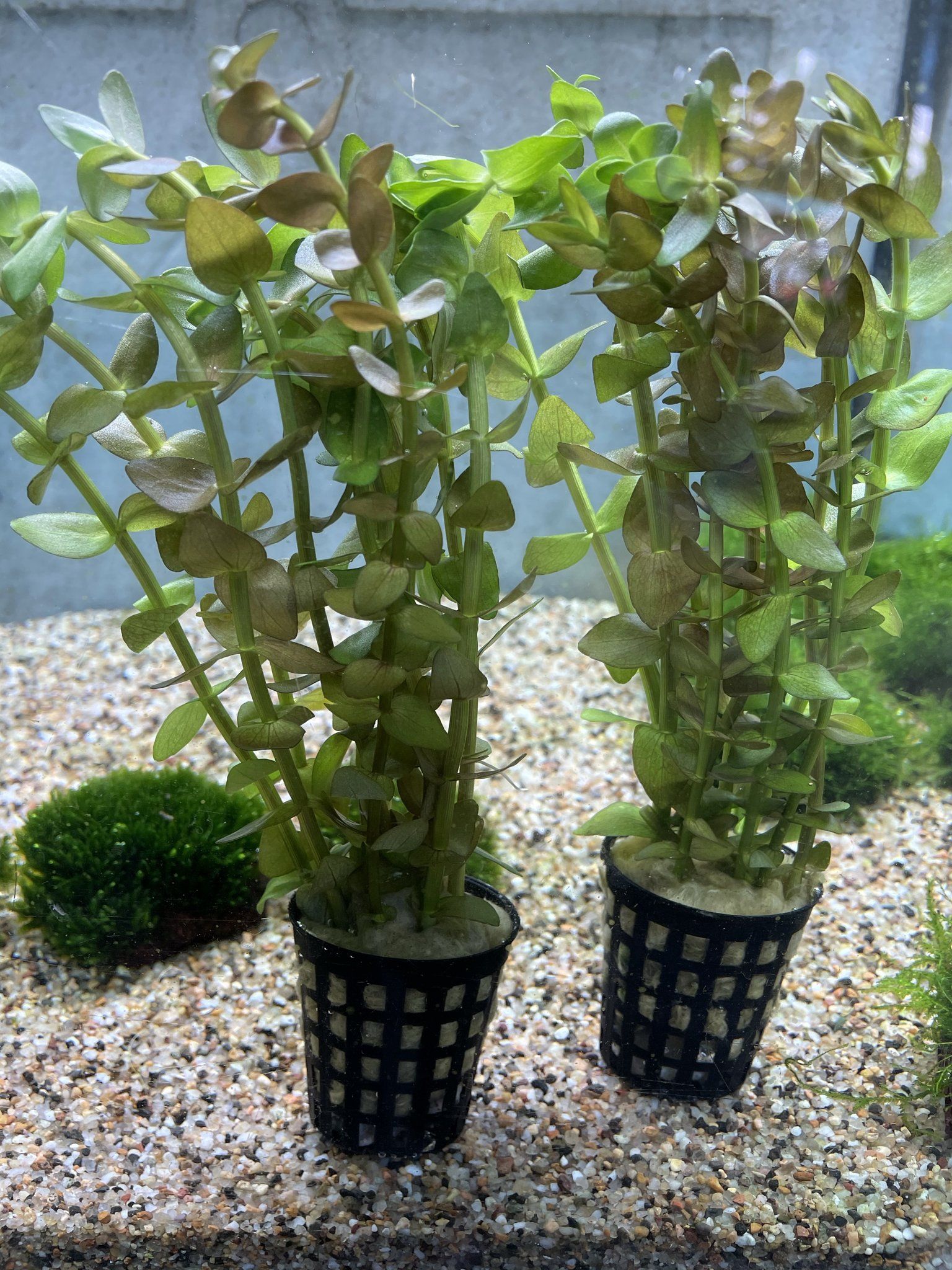 Bacopa Caroliniana
