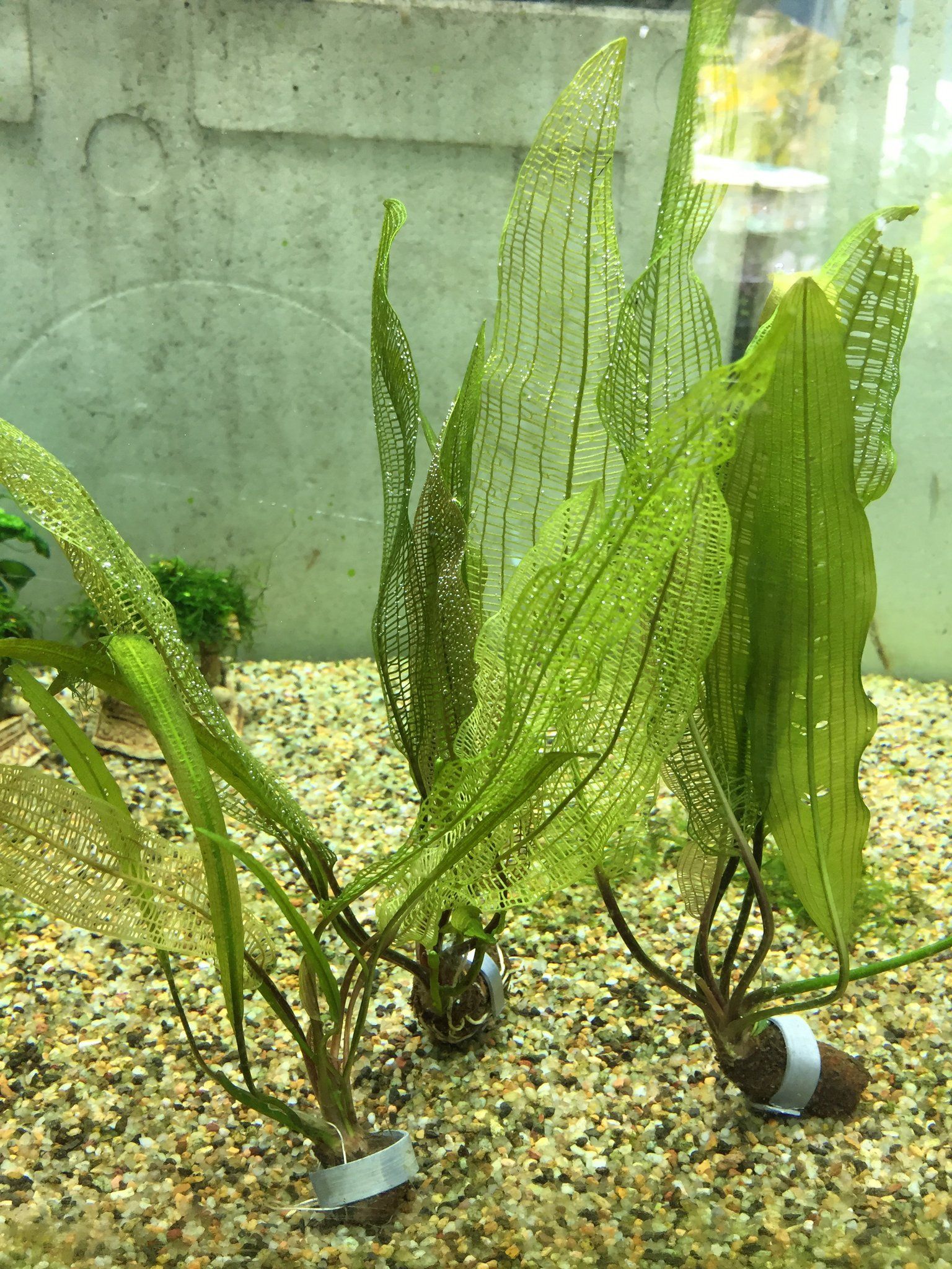 Aponogeton Madagascariensis