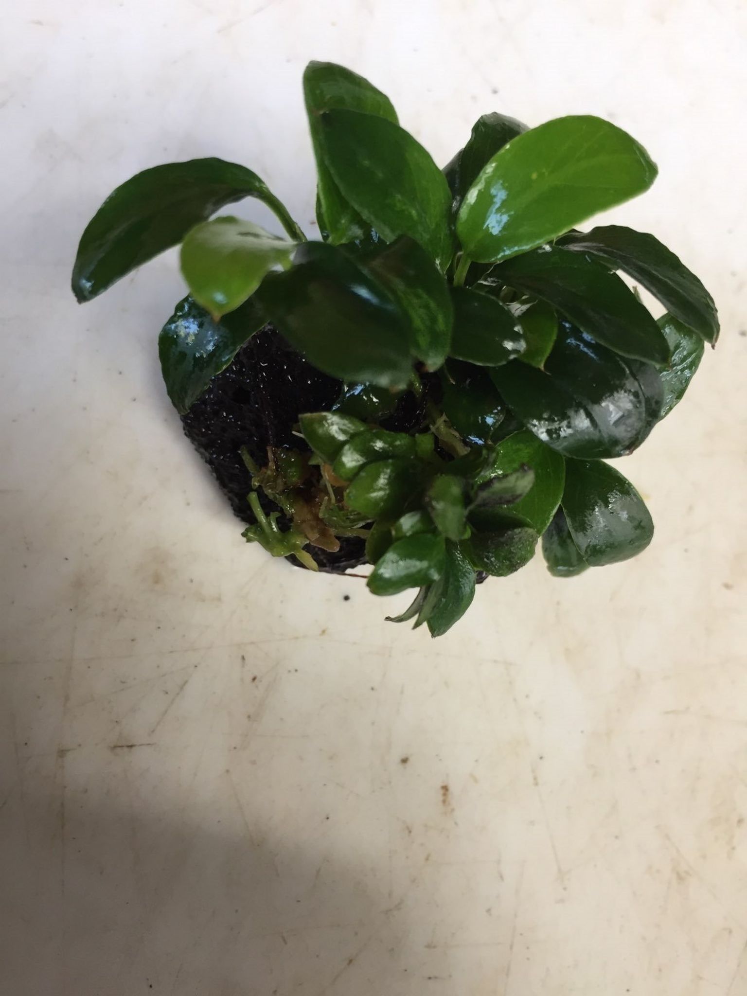 Anubias Petite