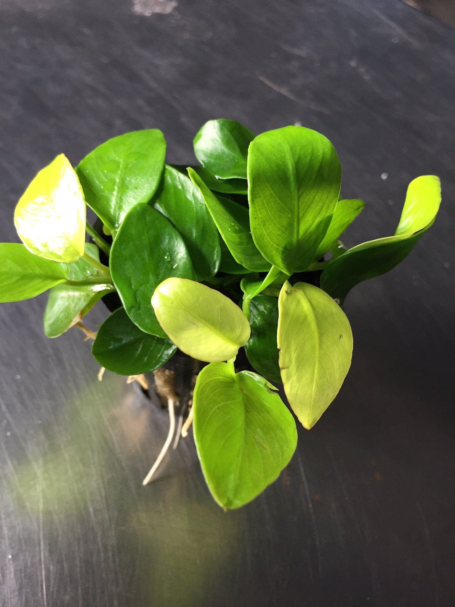 Anubias Nana Golden (tie on rock)