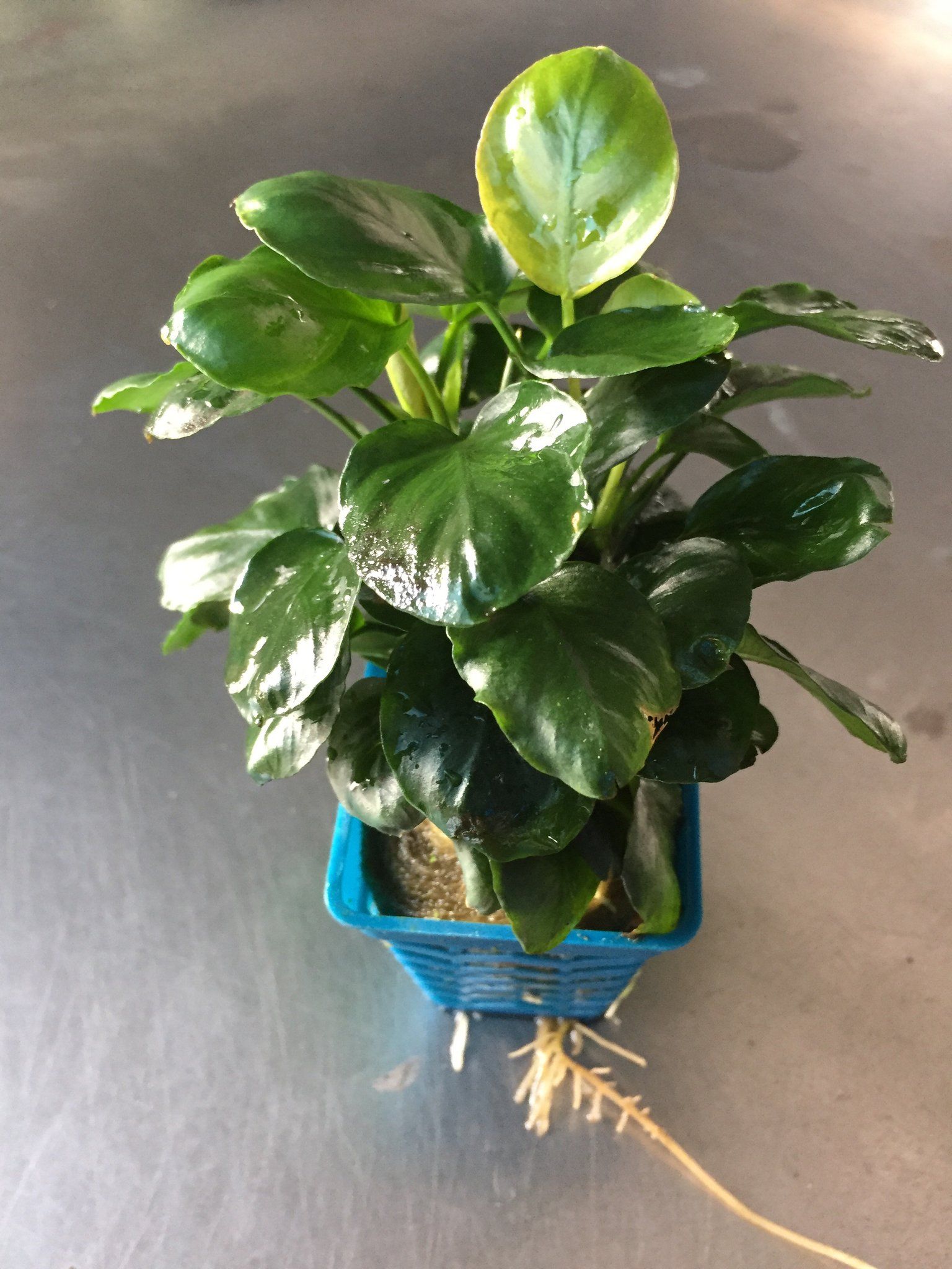 Anubias Nana Coin