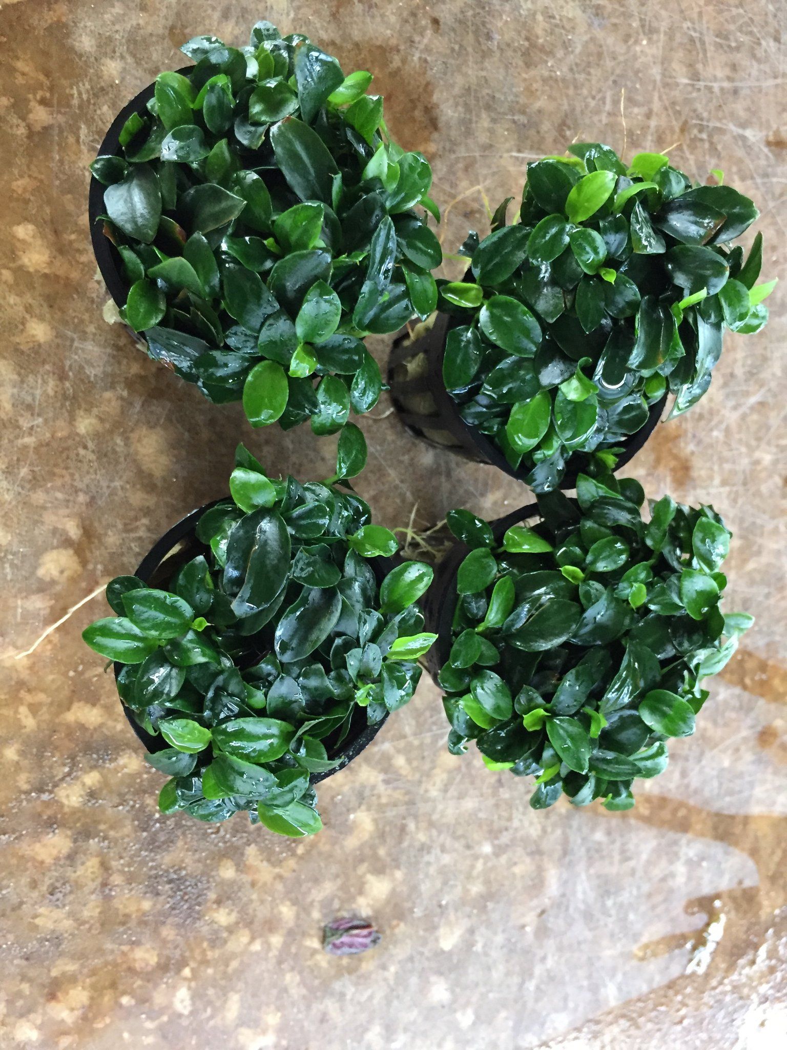 Anubias Nana Petite