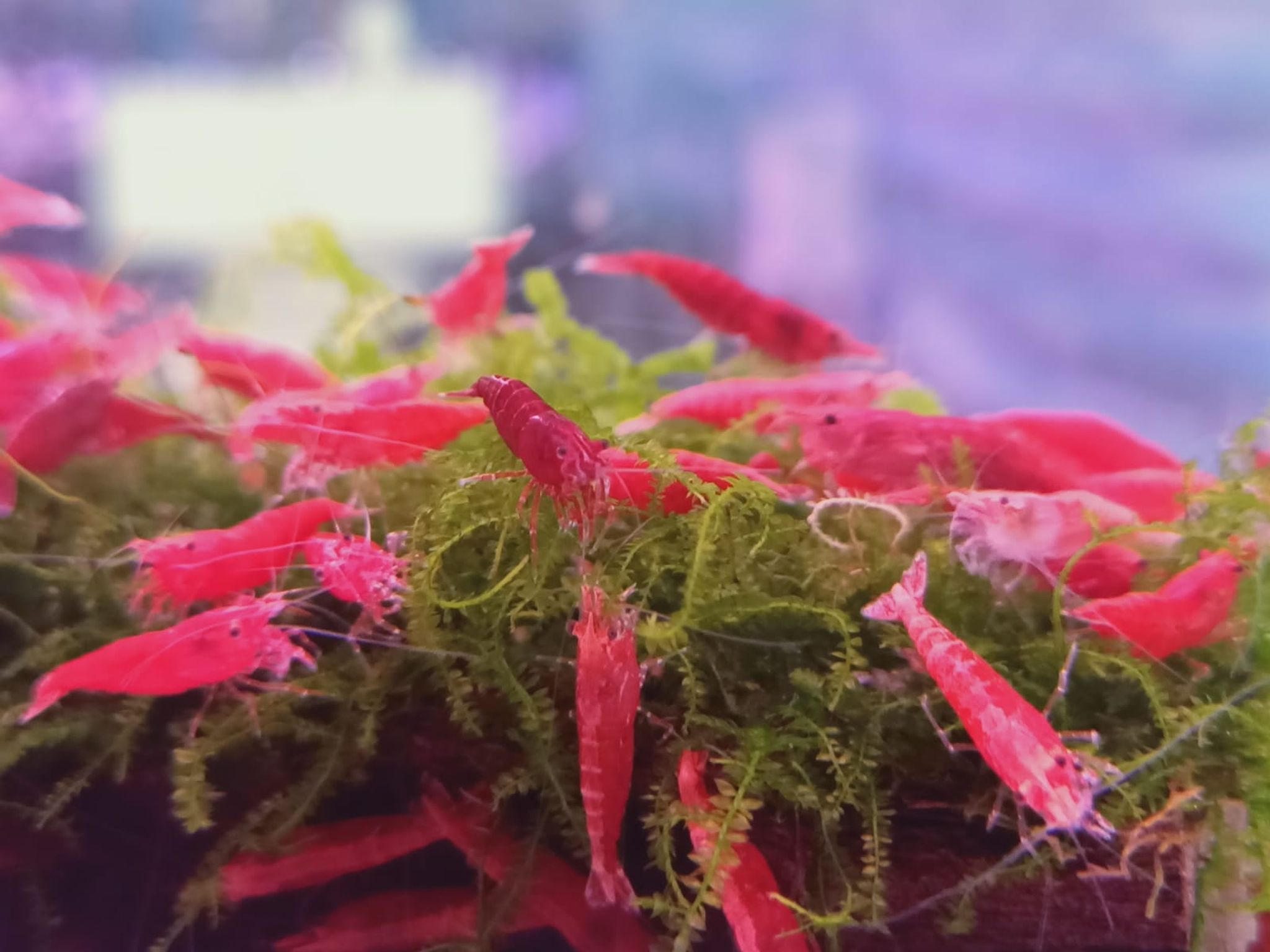 Red Fire Shrimp ( OO-2390 )