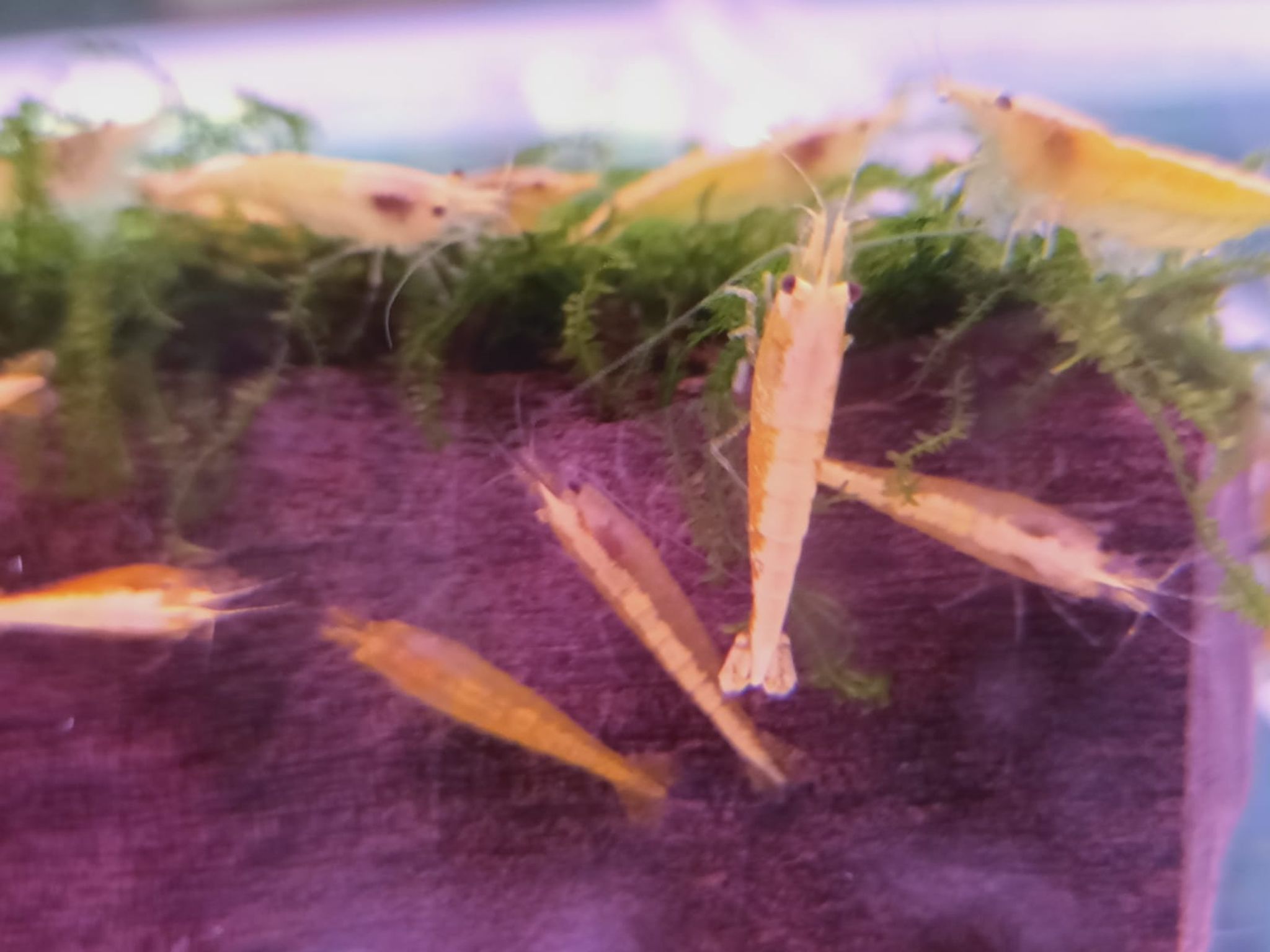 Yellow Fire Shrimp ( Golden Top ) ( OO-4801 )