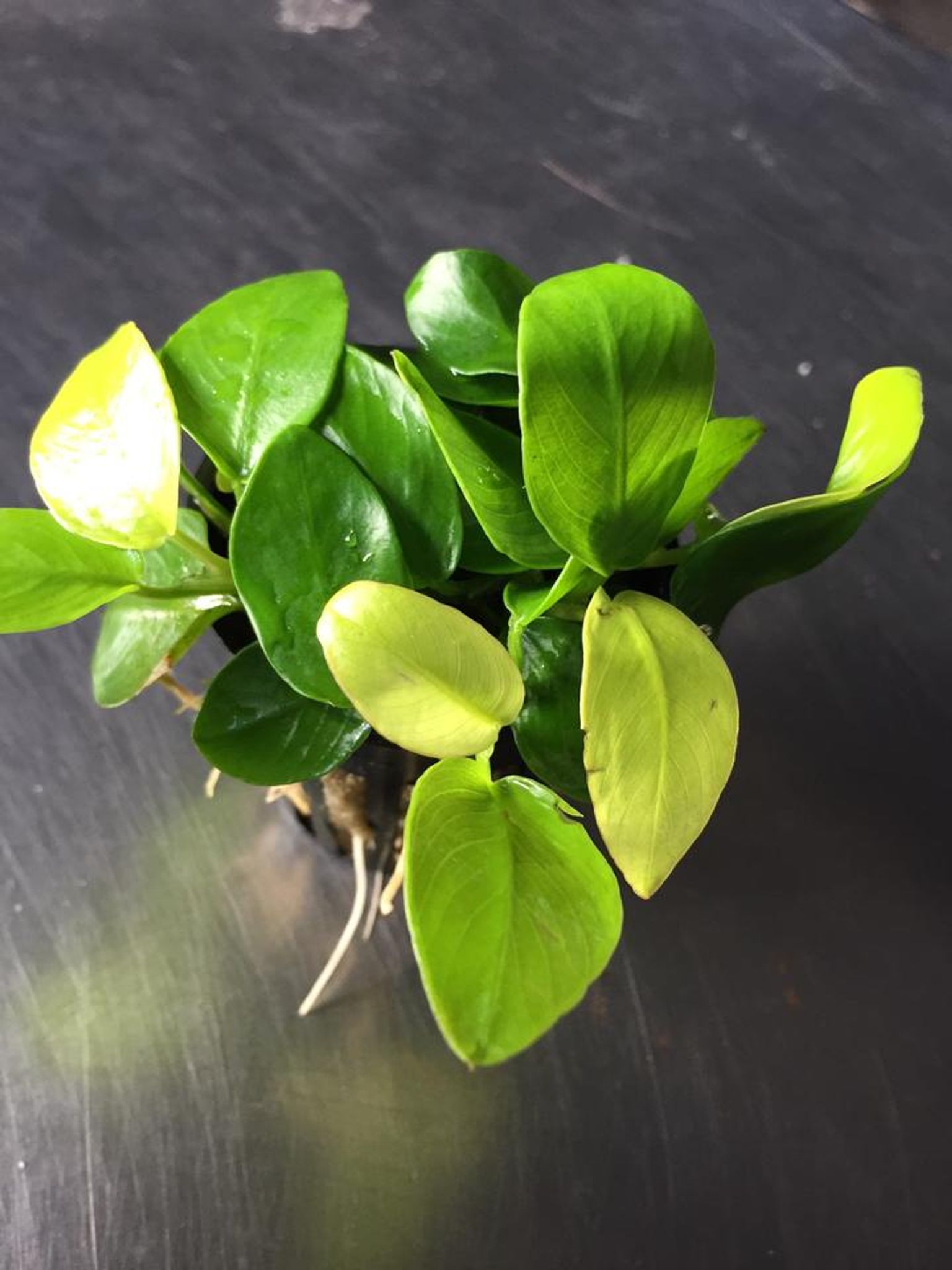 Anubias Golden Nana ( pots)