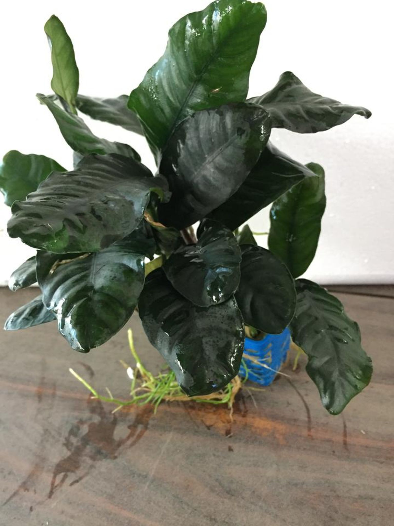 Anubias coffeefolia