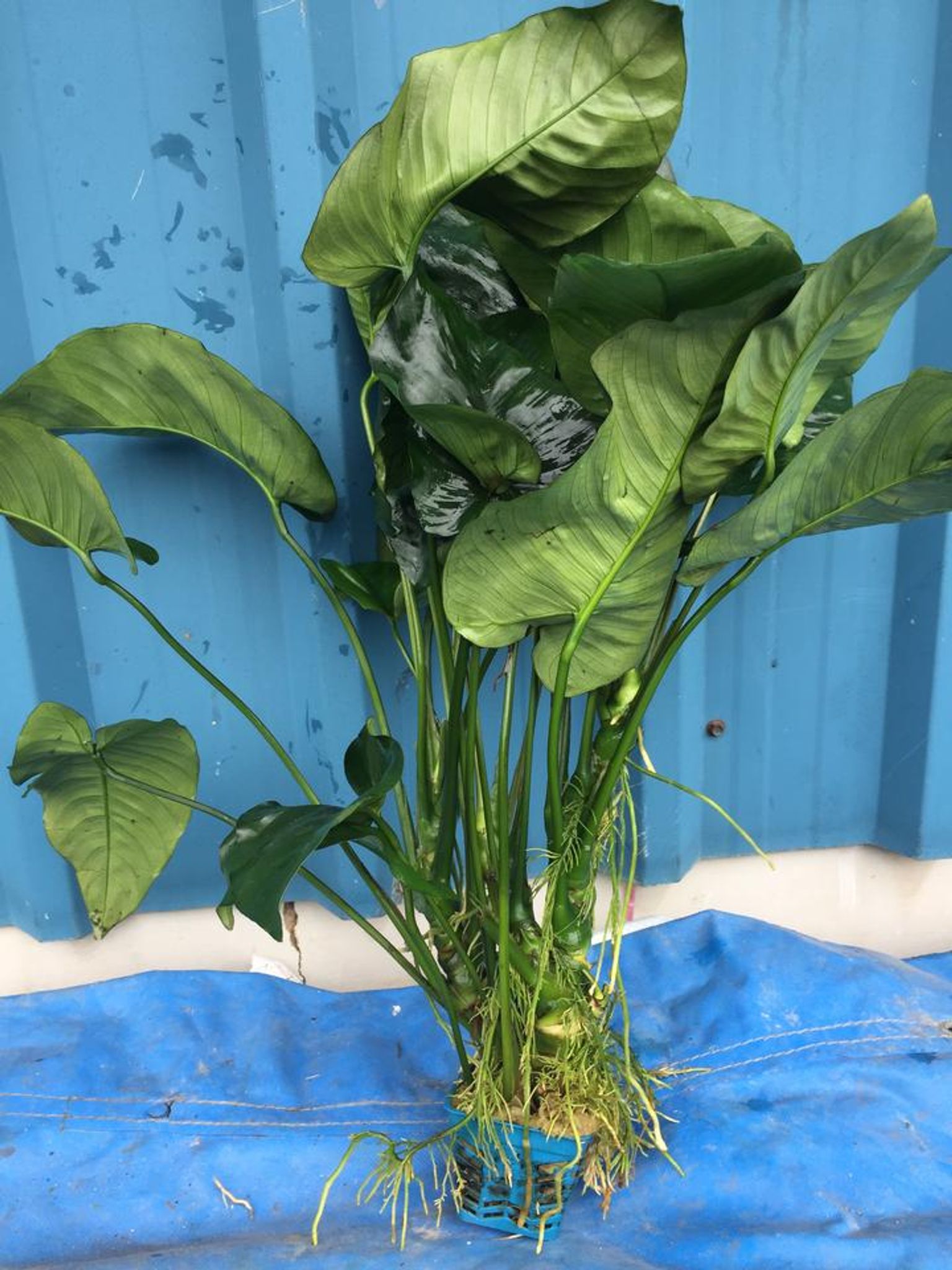 Anubias Barteri (Super Large)