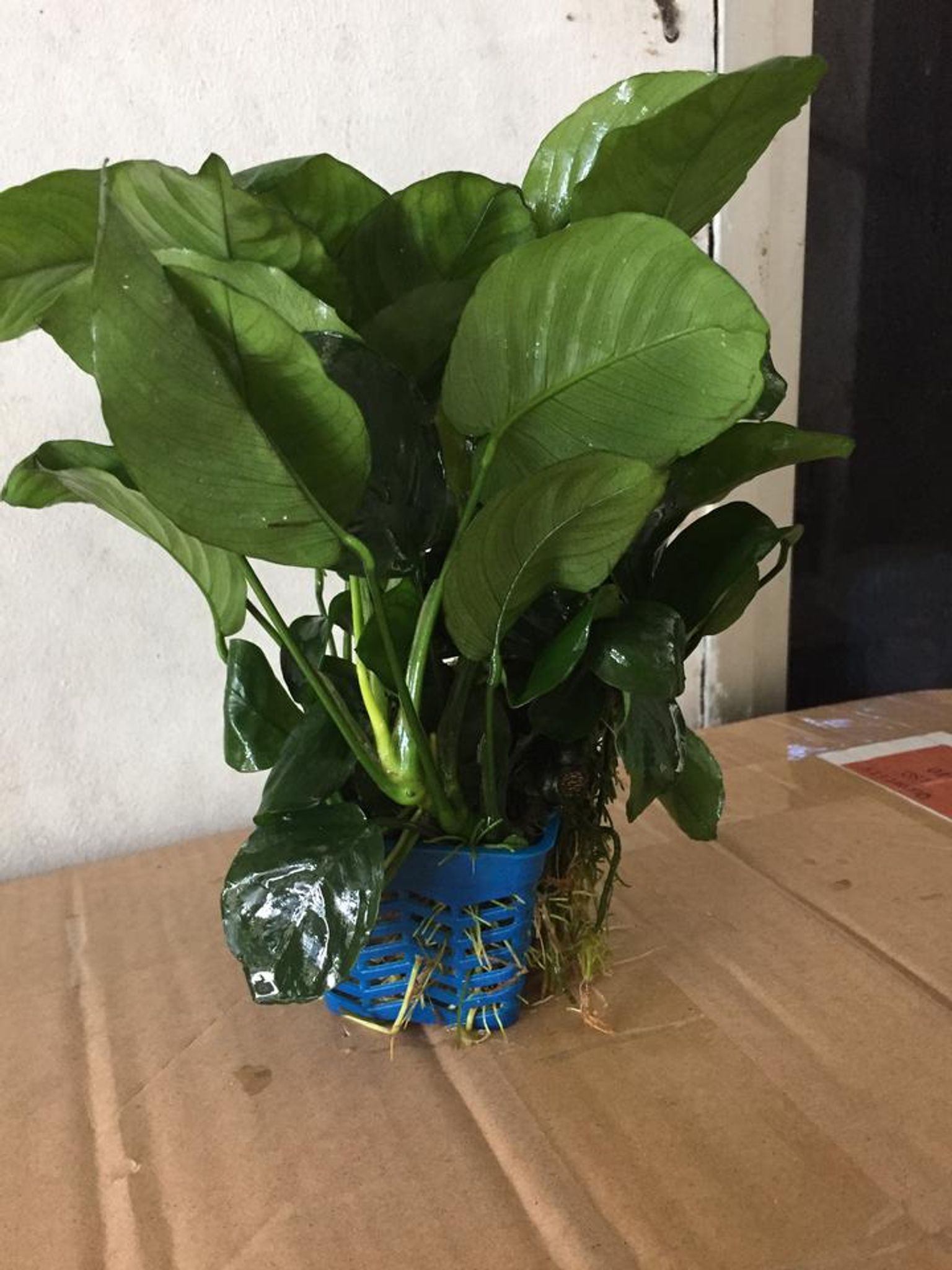 Anubias Barteri (Pots)
