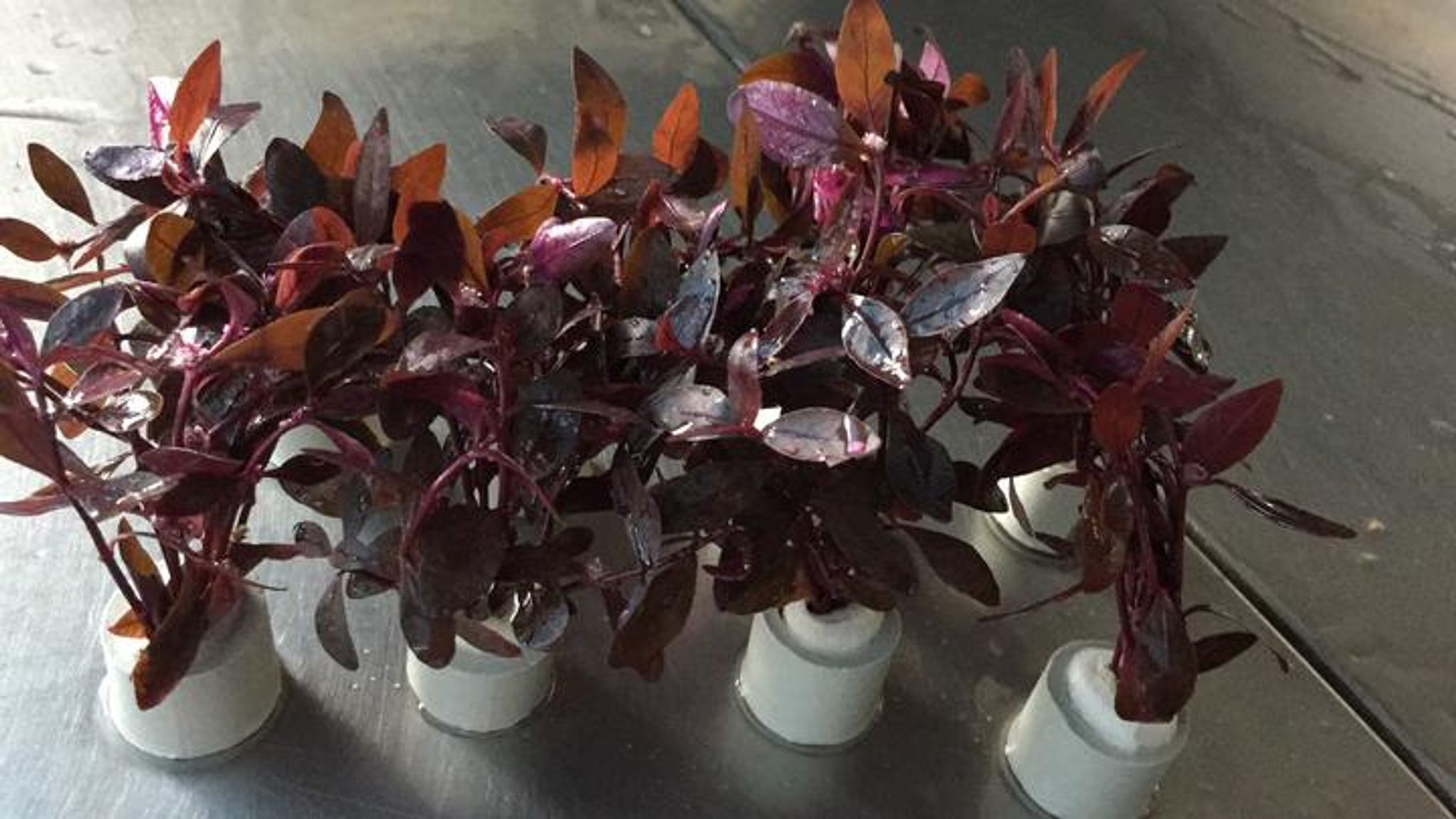 Alternanthera Sessilis
