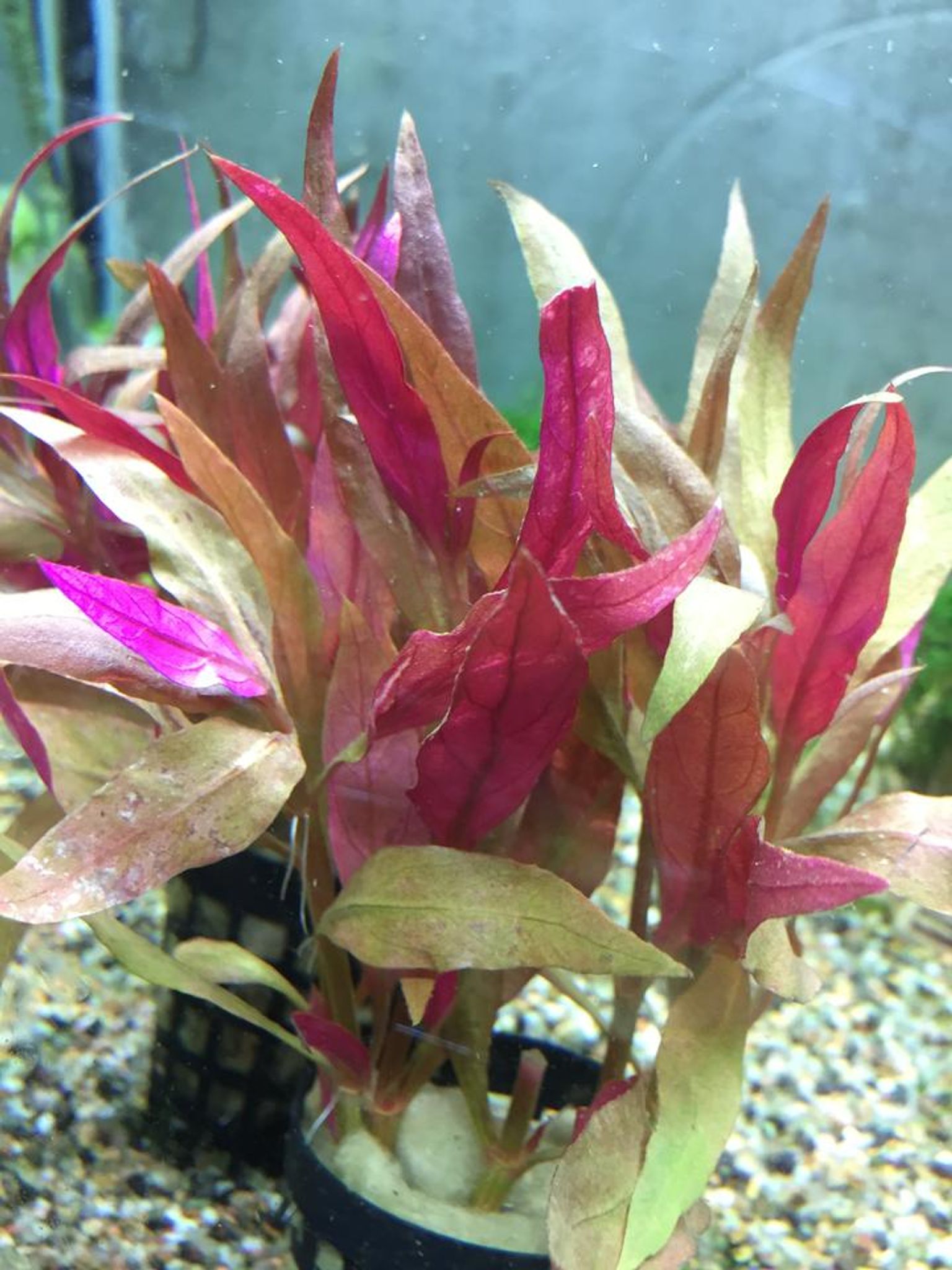 Alternanthera Rosaefolia