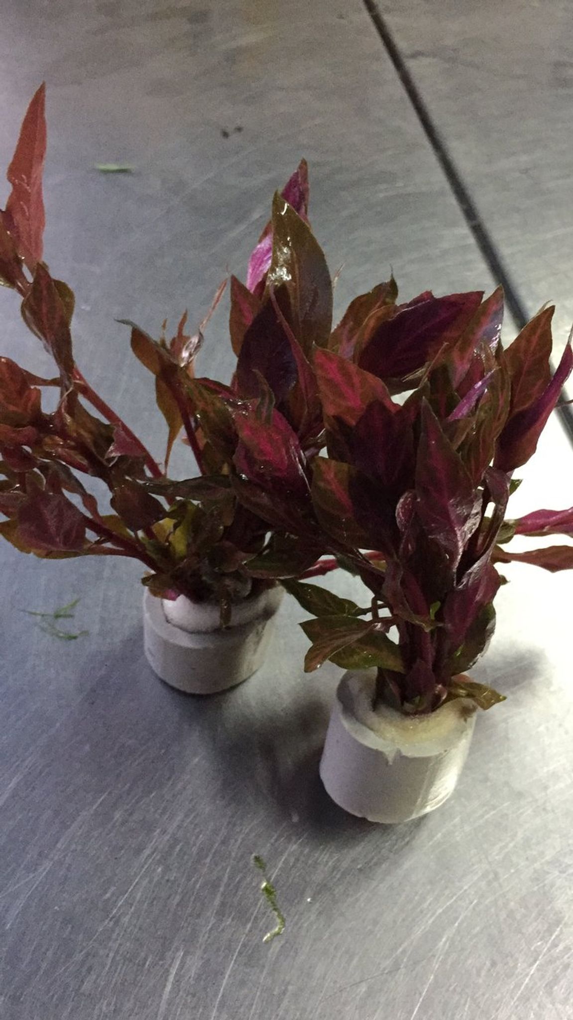 Alternanthera Reineckii Variegated