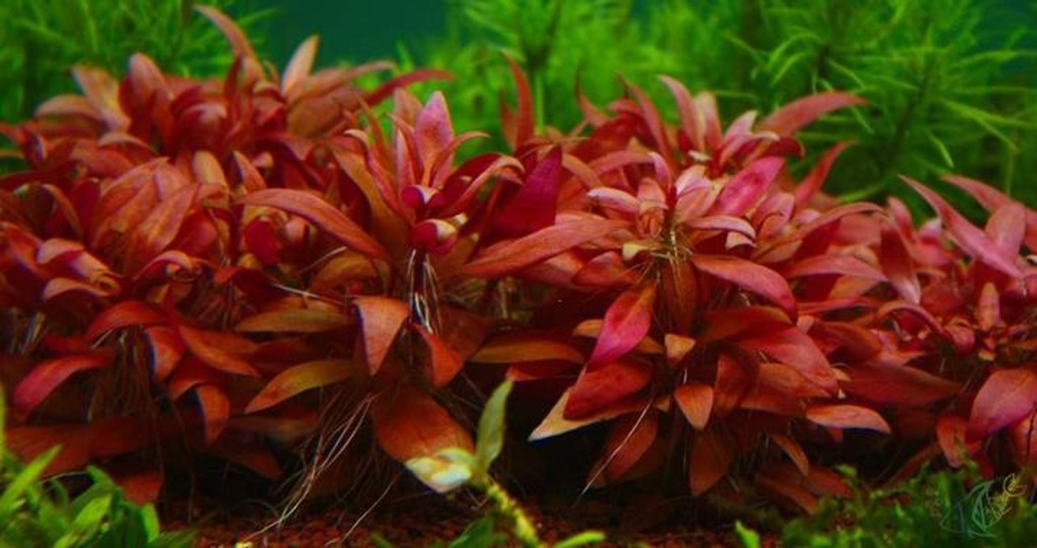 Alternanthera Reineckii Mini