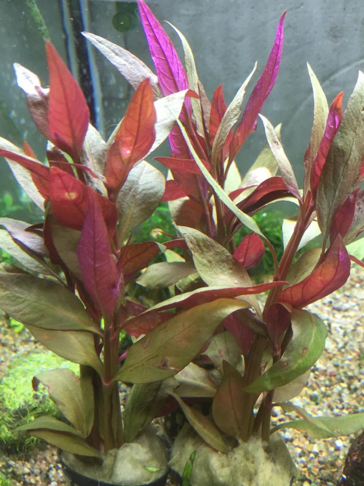 Alternanthera Lilacina