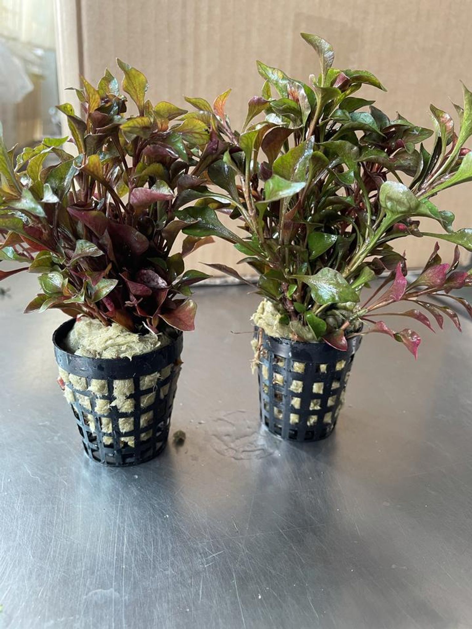Alternanthera Bettzickiana Red
