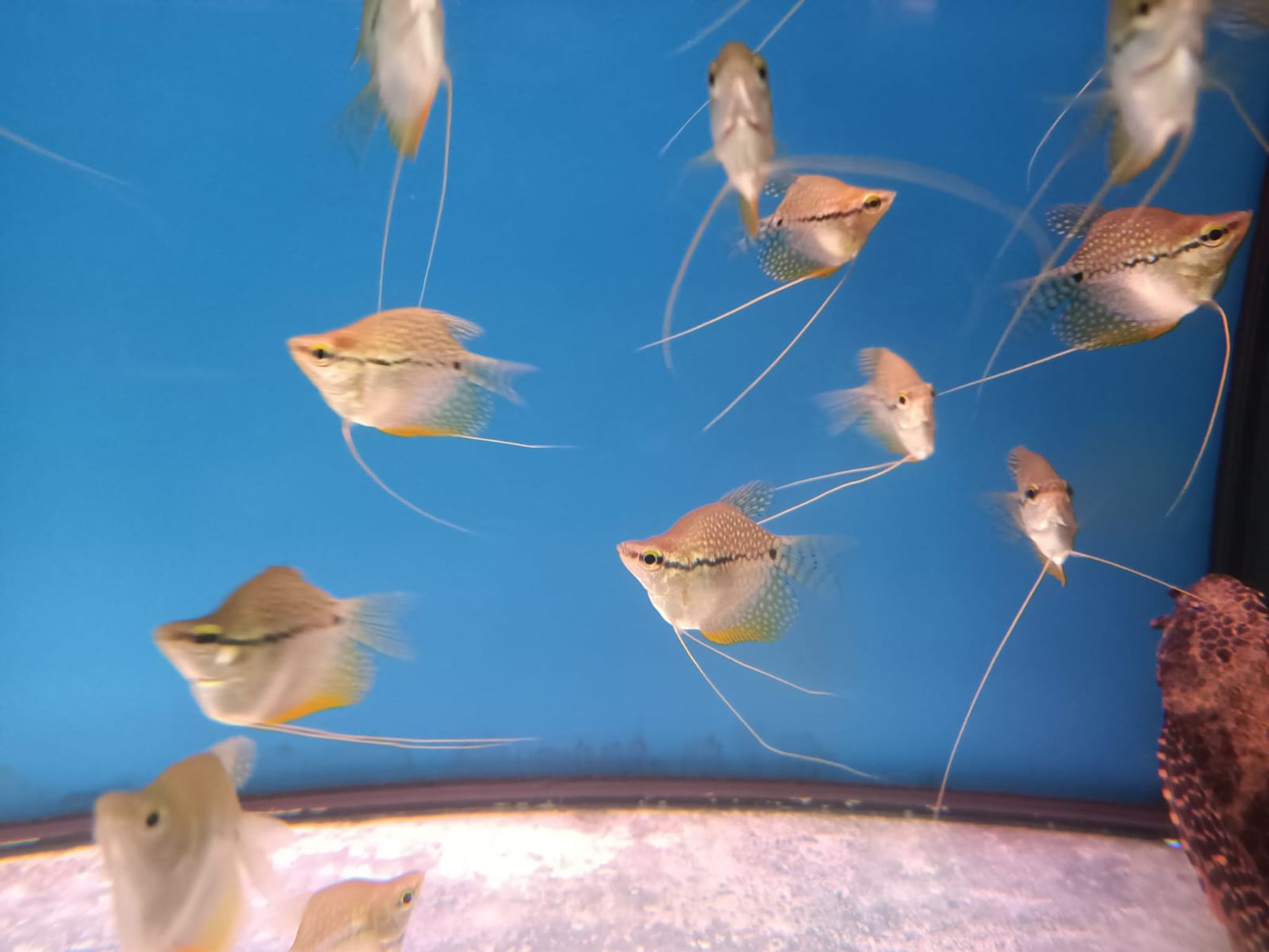 Balloon Pearl Gourami ( GR-0130 )