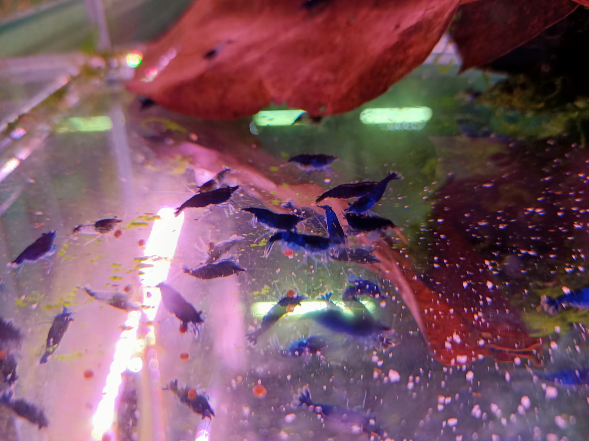 Super Blue Shrimp ( OO-5770 ）