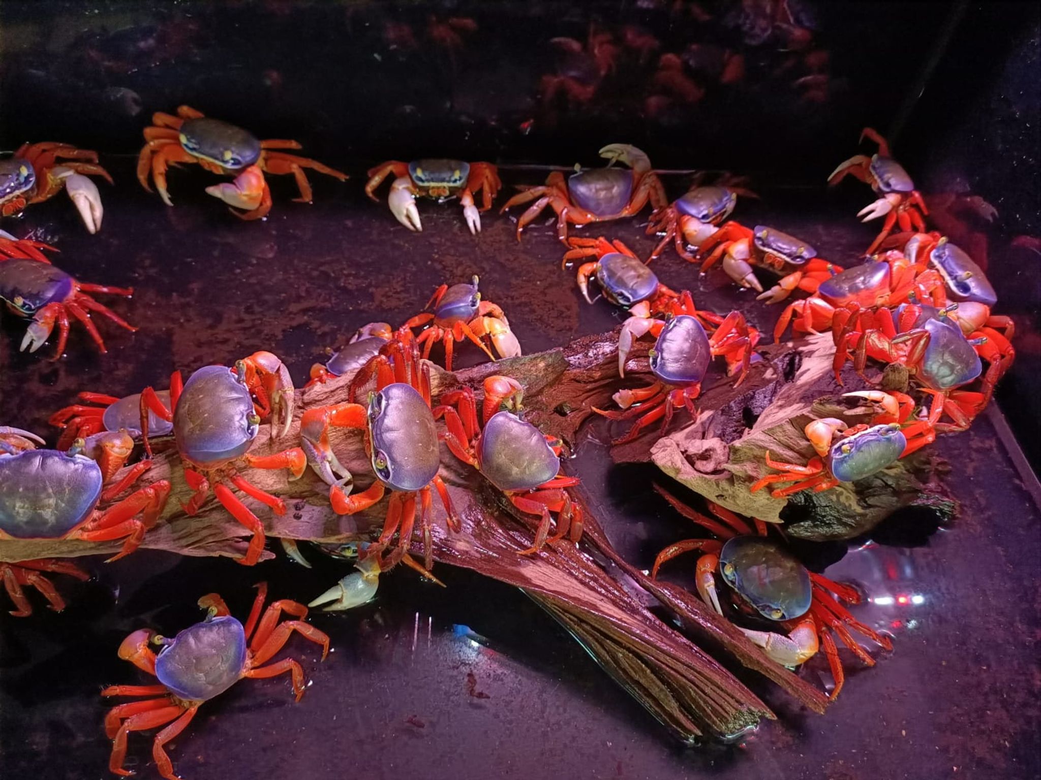 Rainbow Crab ( SF-3403 )