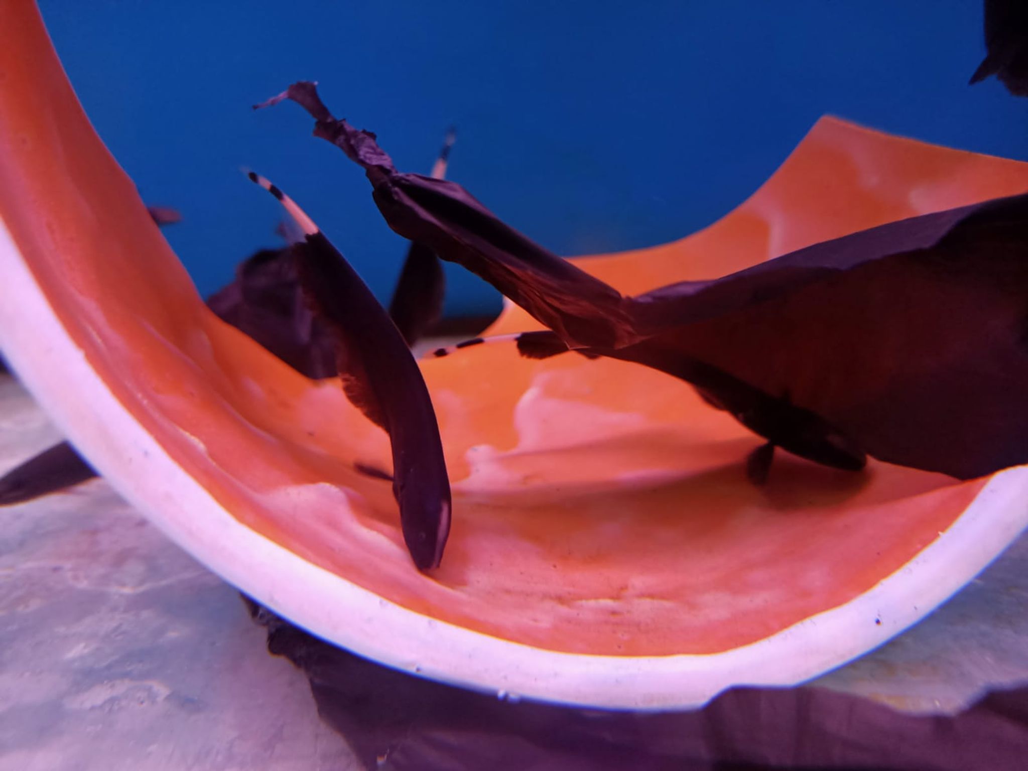 Black Ghosts Knife Fish ( OO-0546 )