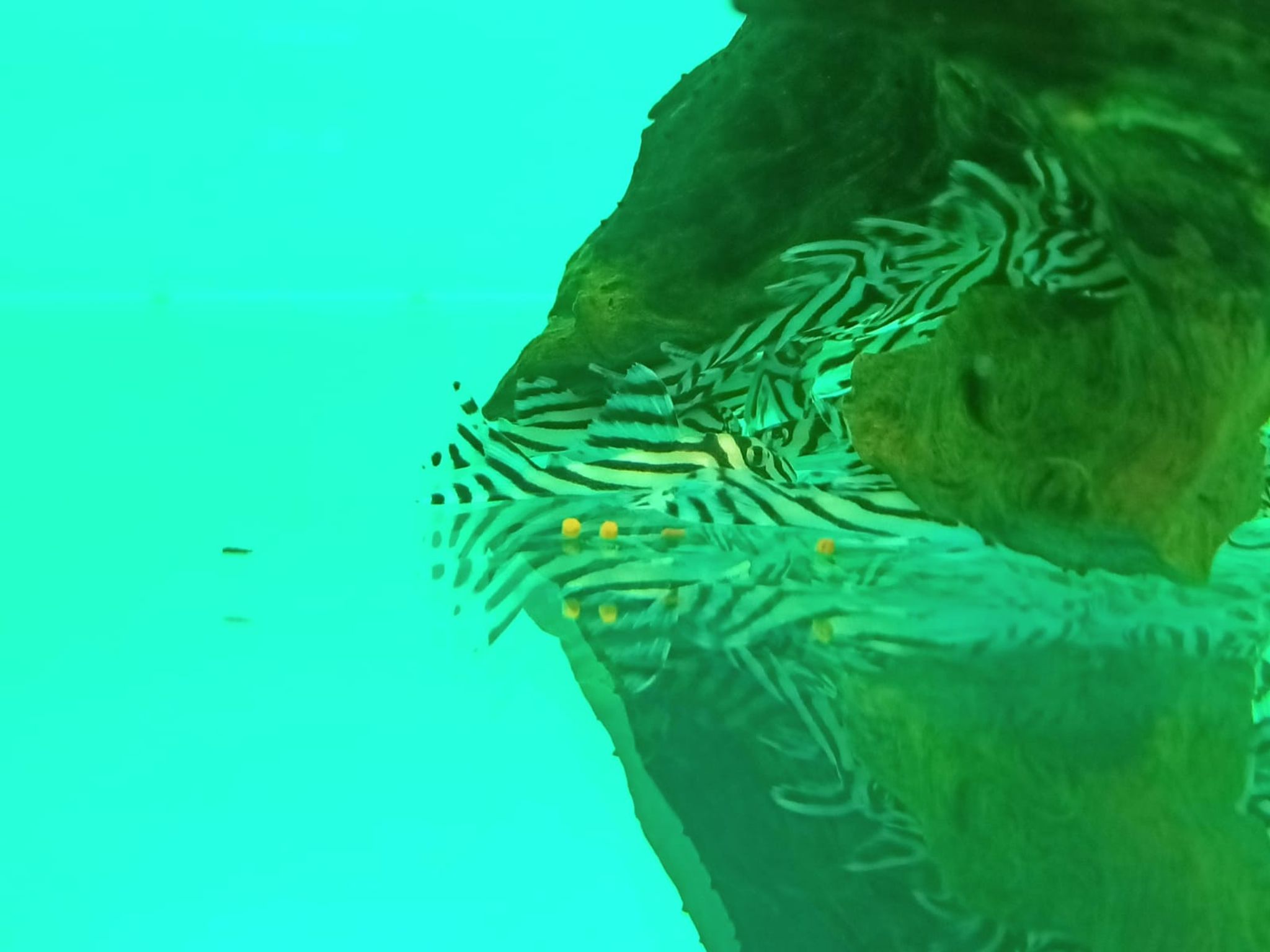 L46 Zebra Pleco ( SF-3501 ）