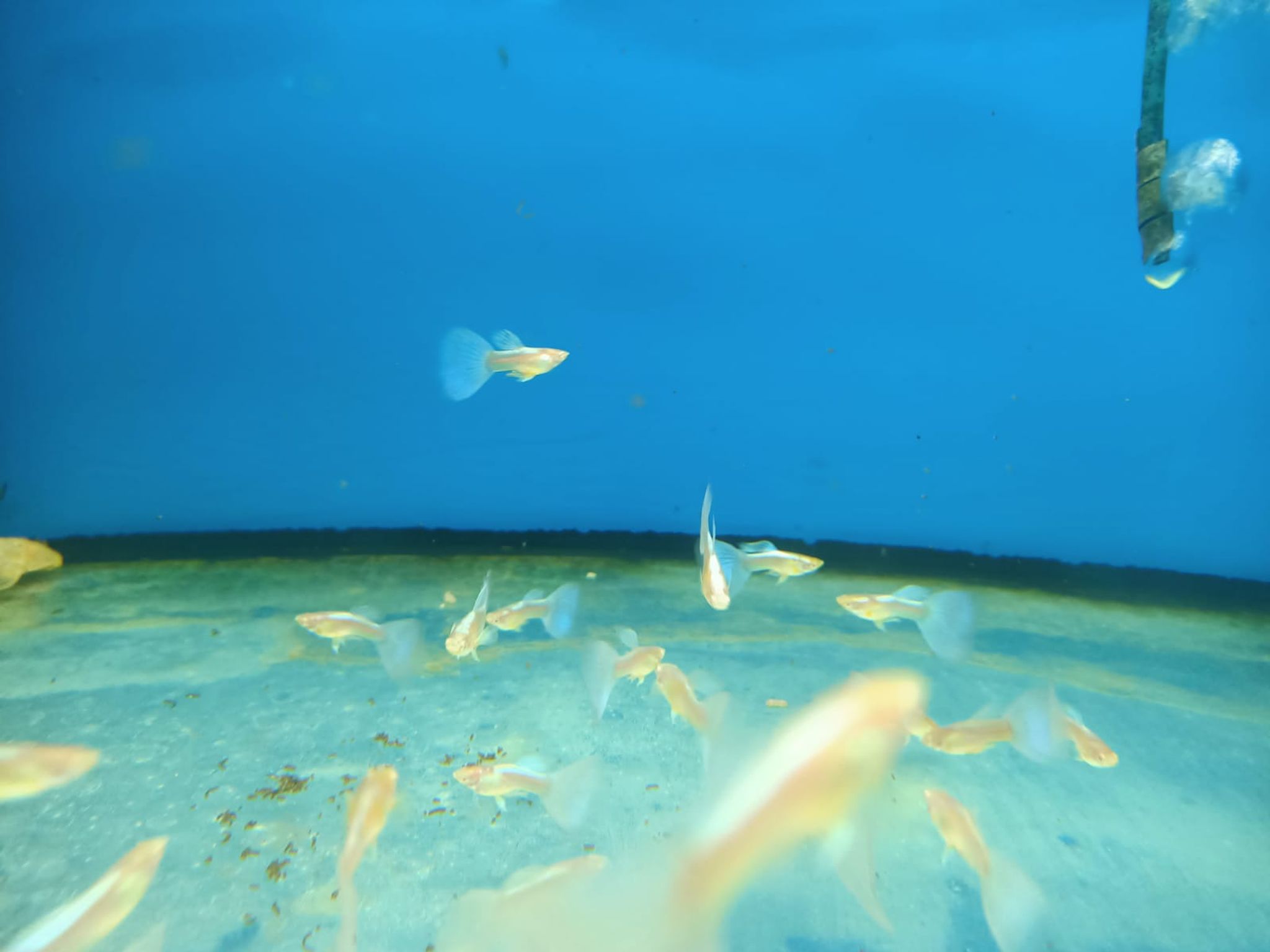Sky Blue Guppy ( Male ) ( GP-5103 )