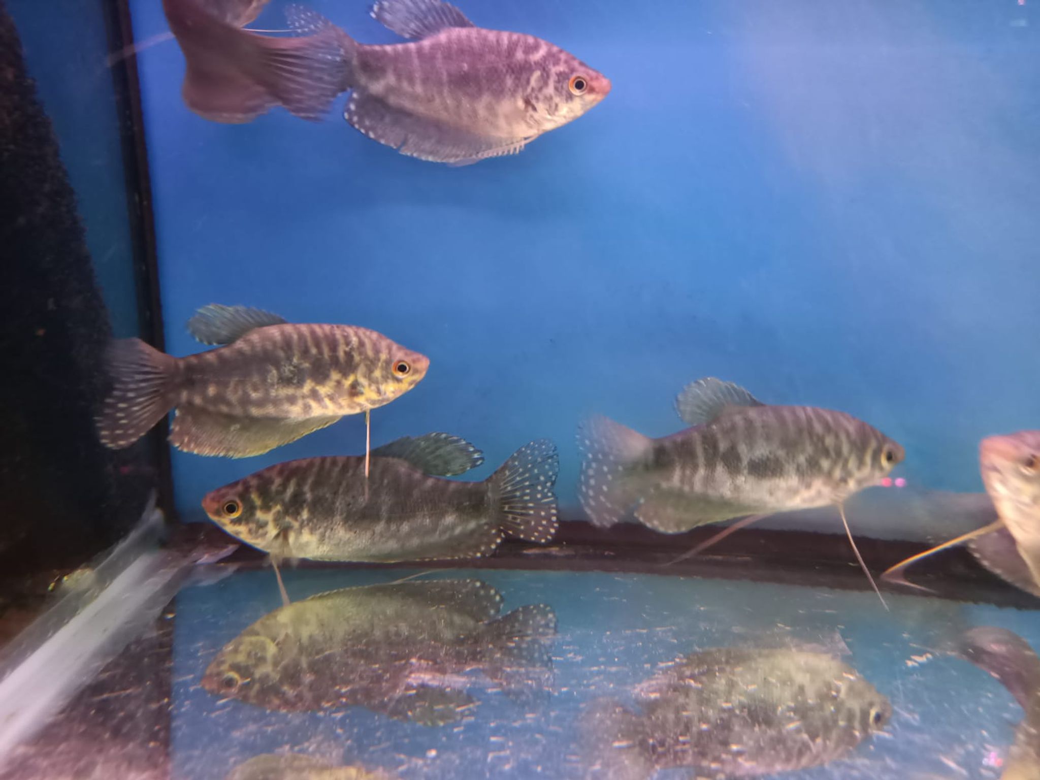 Marble Gourami ( GR-0015 )
