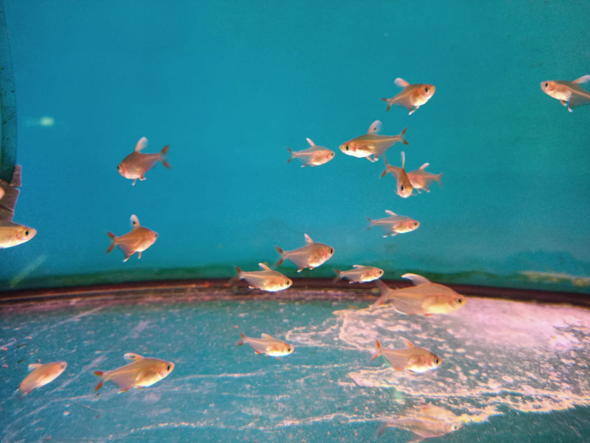 White Rosy Tetra ( TT-1272 )