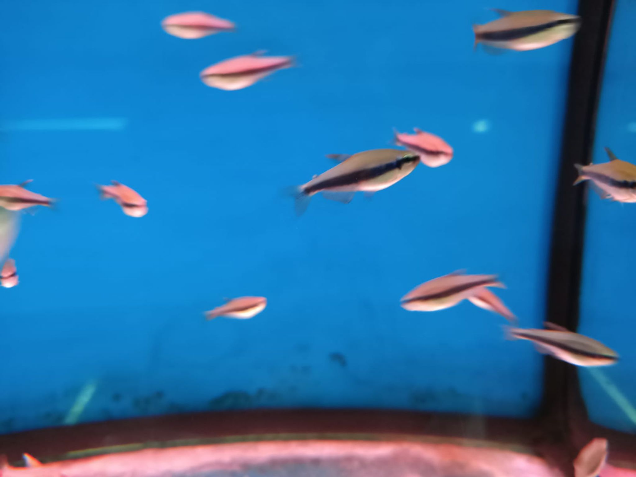 Kerri Tetra ( TT-0992 )