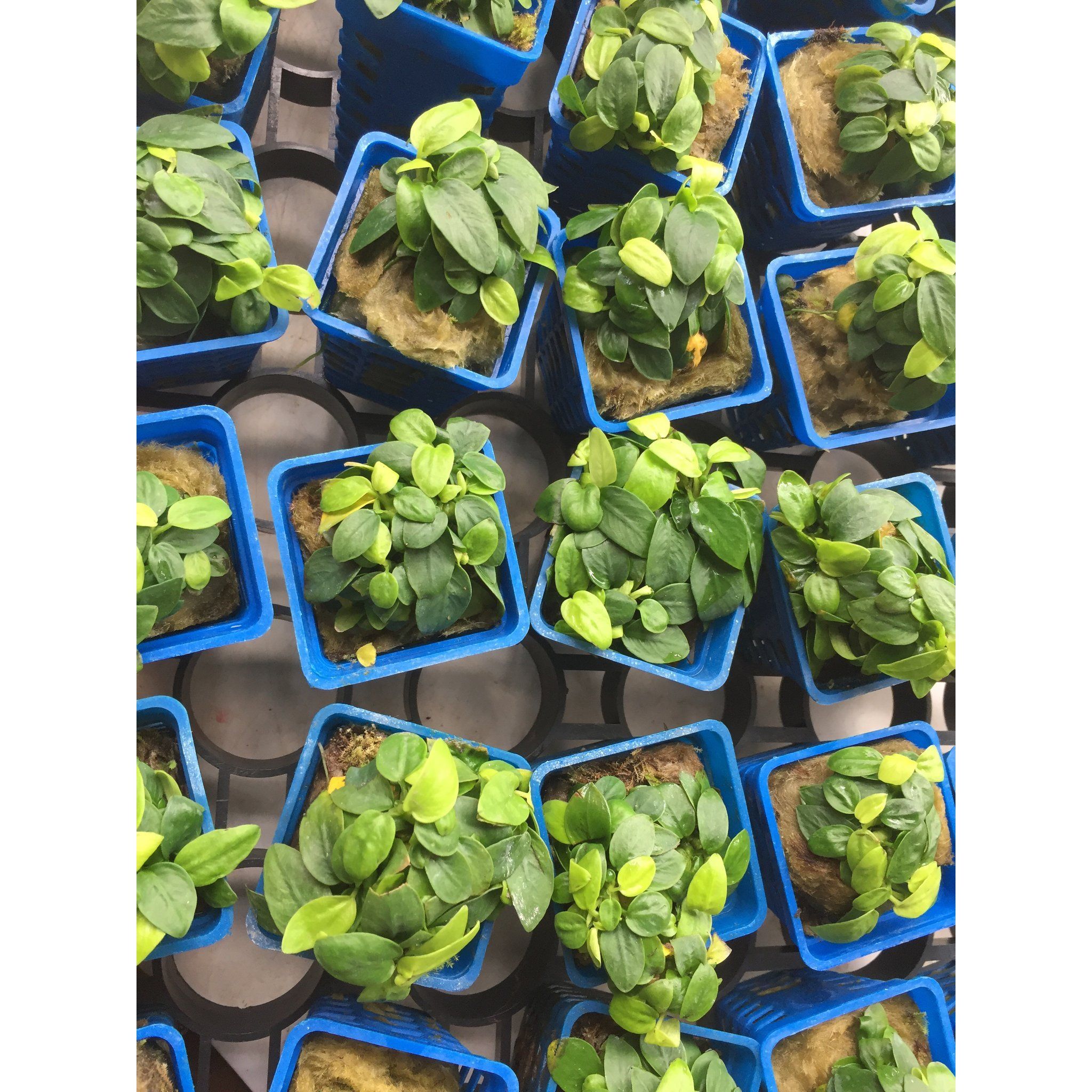 Anubias Mini Golden Nana (pots)