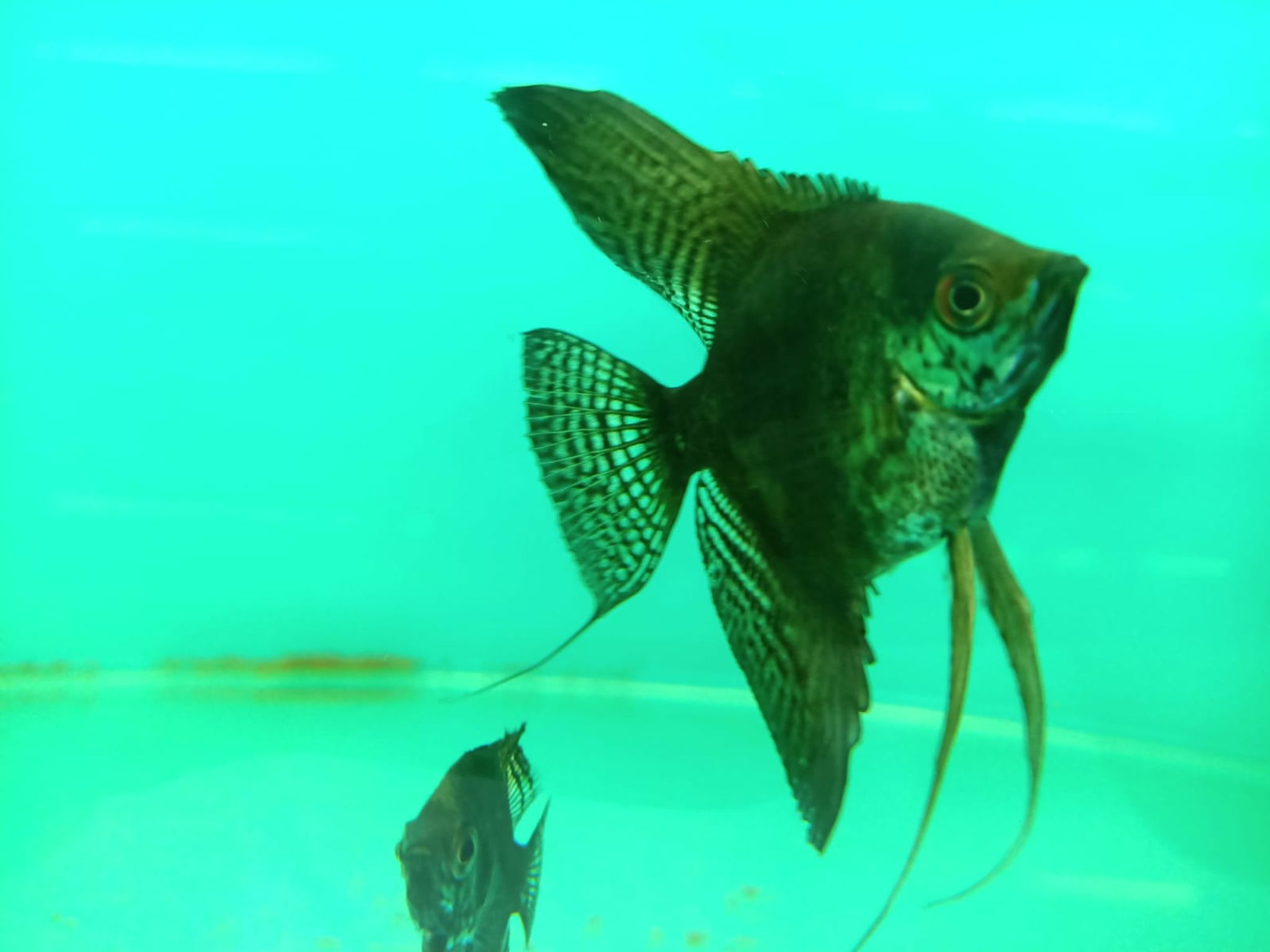 Golden Lace Avarta Angelfish ( AA-0058 )