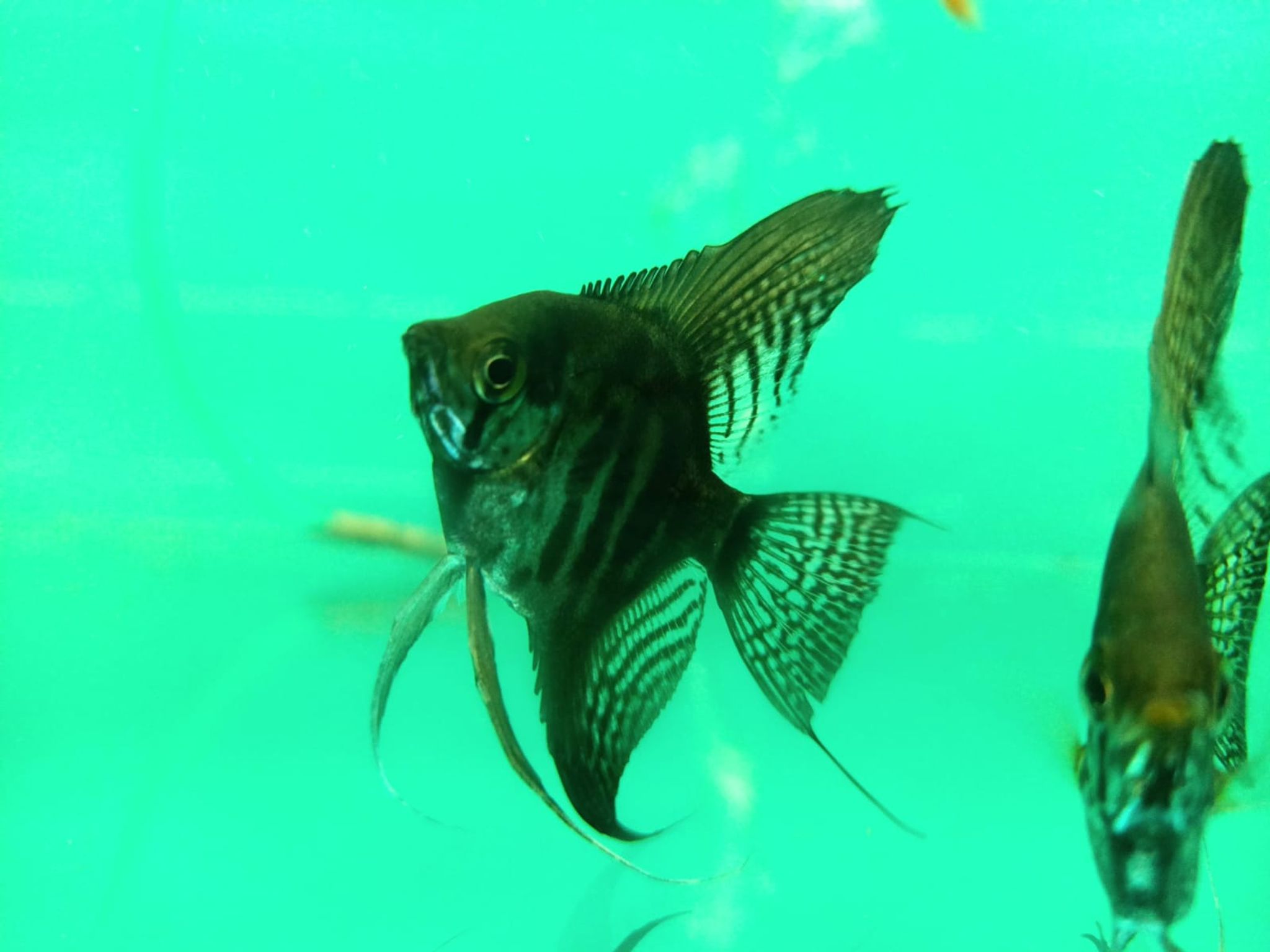 Black Clown Angelfish ( AA-0011 )