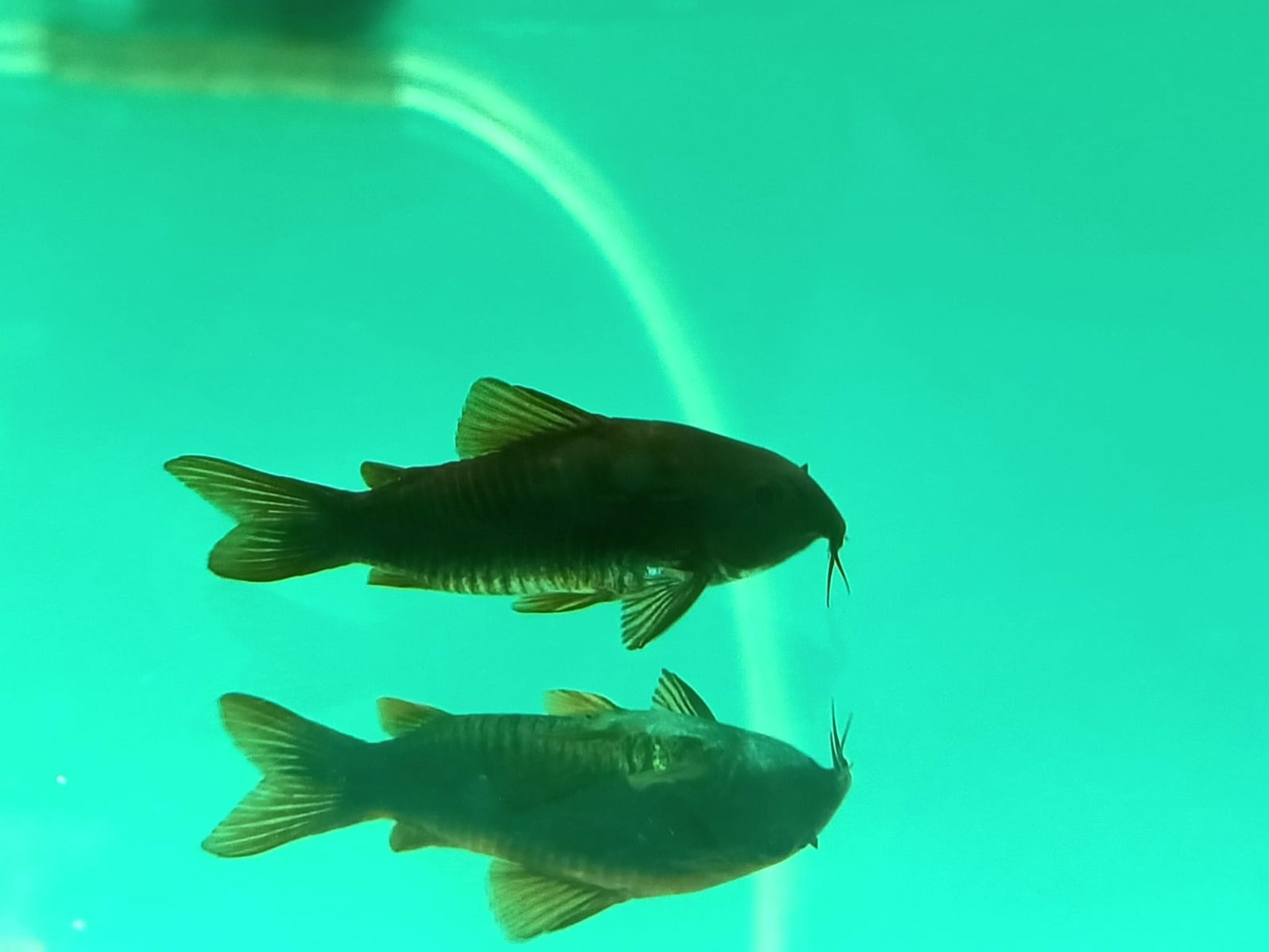 Corydoras SP Black Venezuela ( SF-6660 )