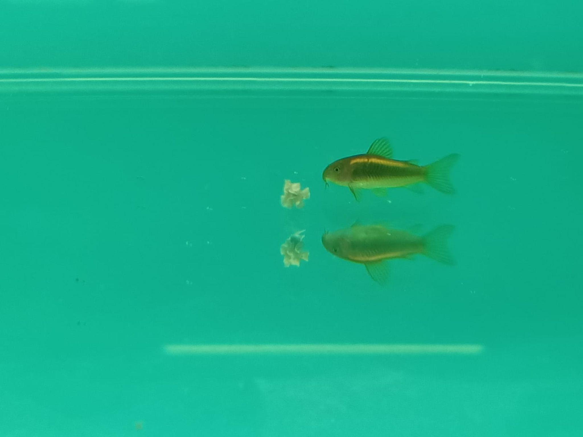 Corydoras Aeneus Peru Gold Stripe ( SF-0981 )