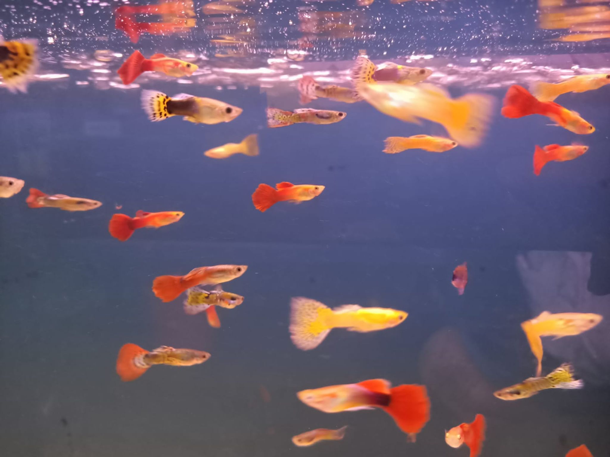 Assorted Guppy Male ( GP-0003 )