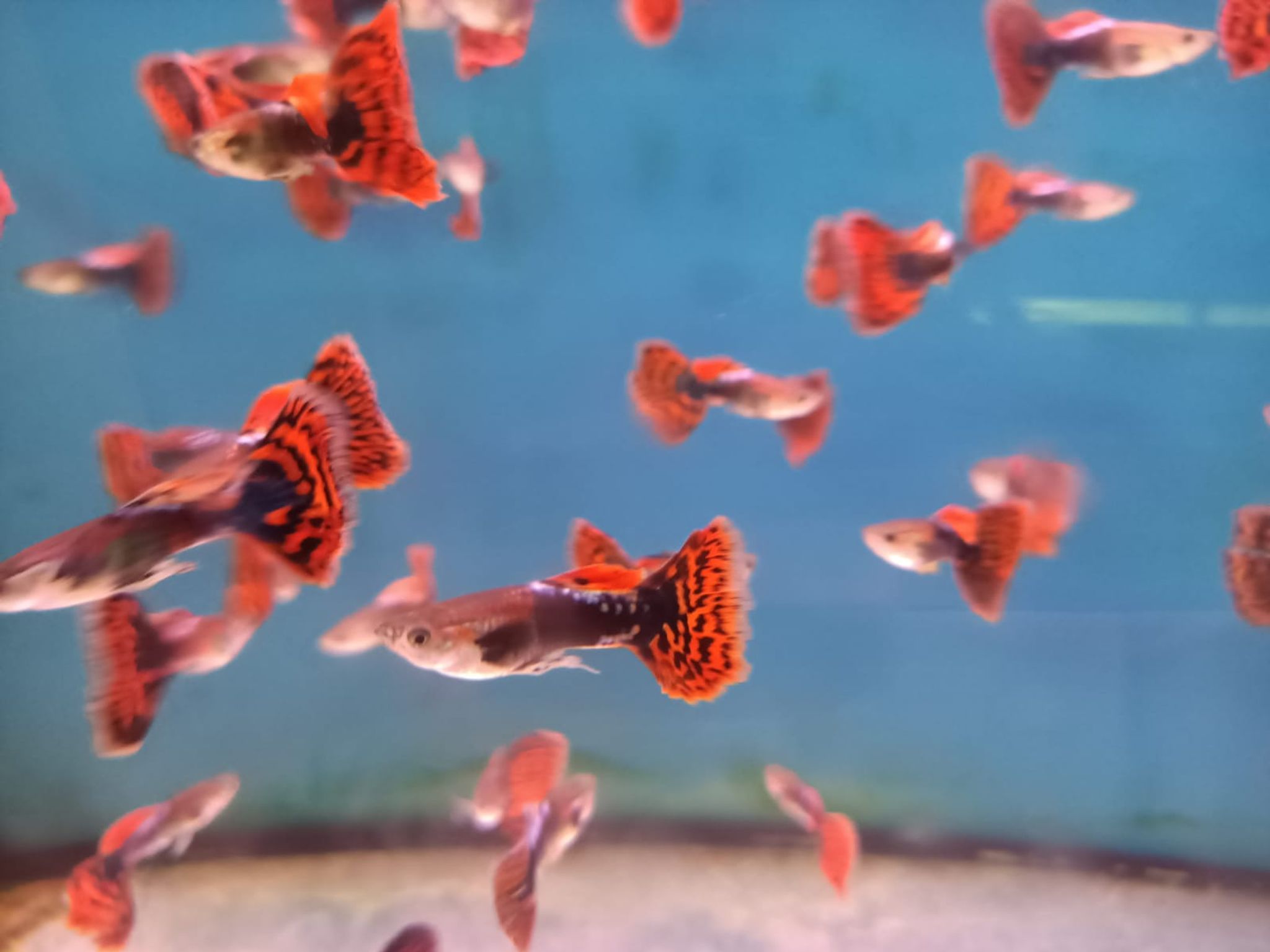 Assorted Guppy Male special ( GP-0003 )