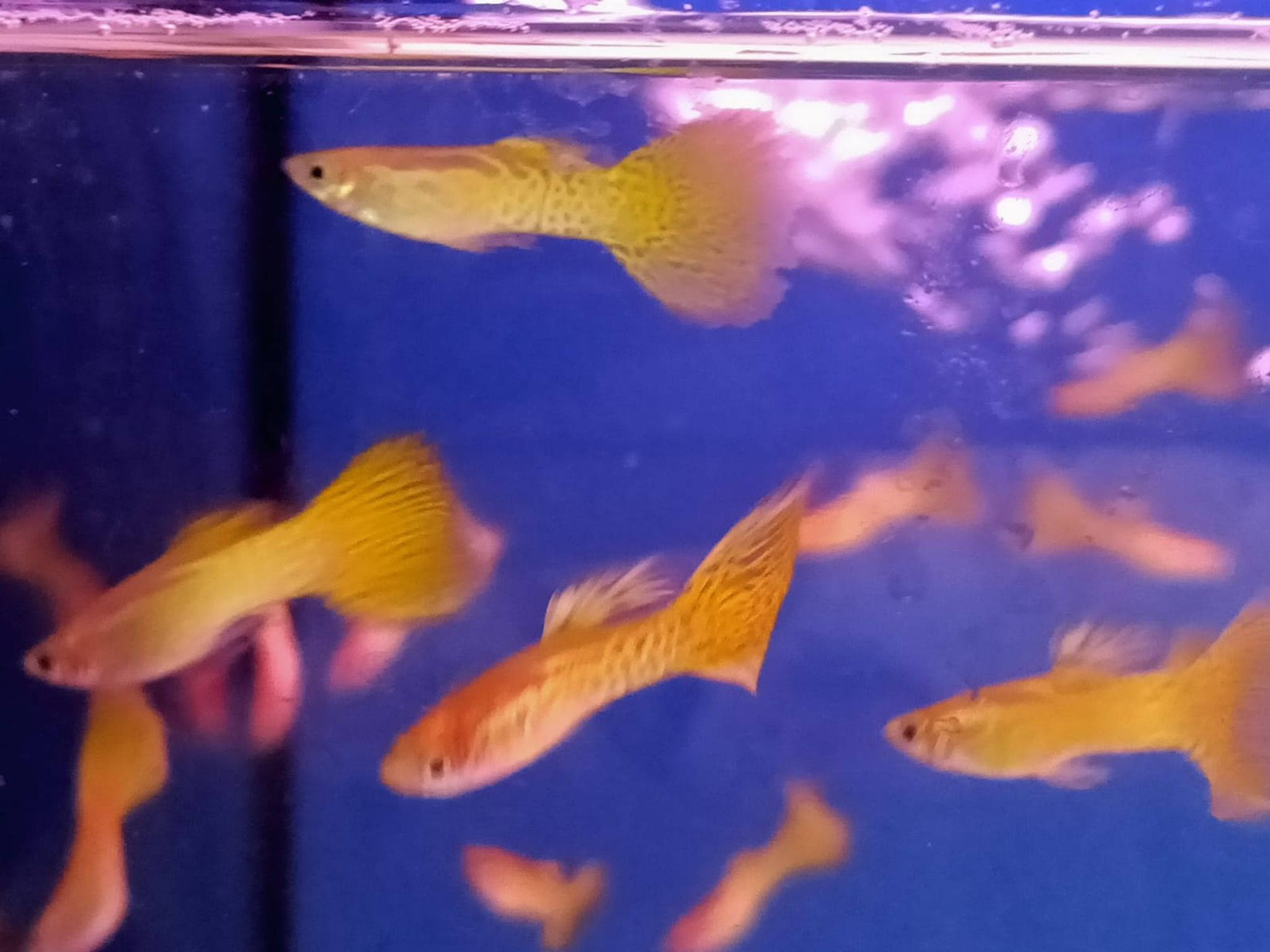 Golden Cobra Guppy Male ( GP-0003 )