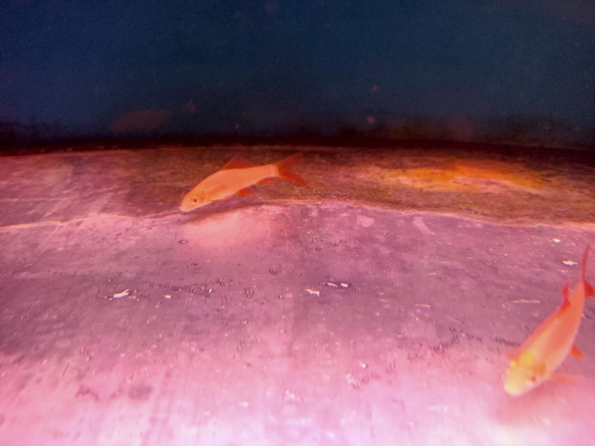 Albino Rainbow Shark ( SH-0094 )